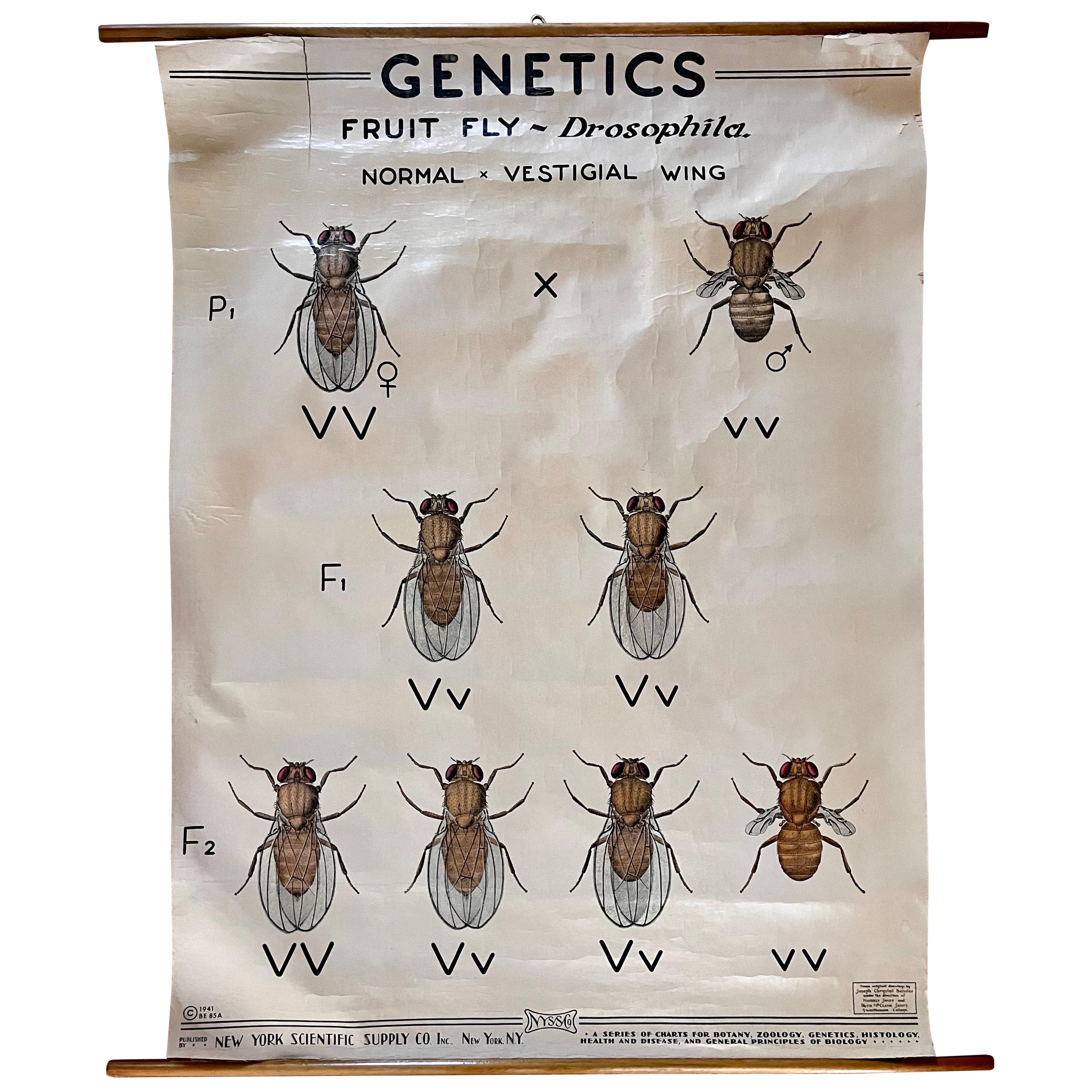 Vintage "Genetik Fruchtfliege Drosophila" Wandkarte Poster, 1941 im Angebot
