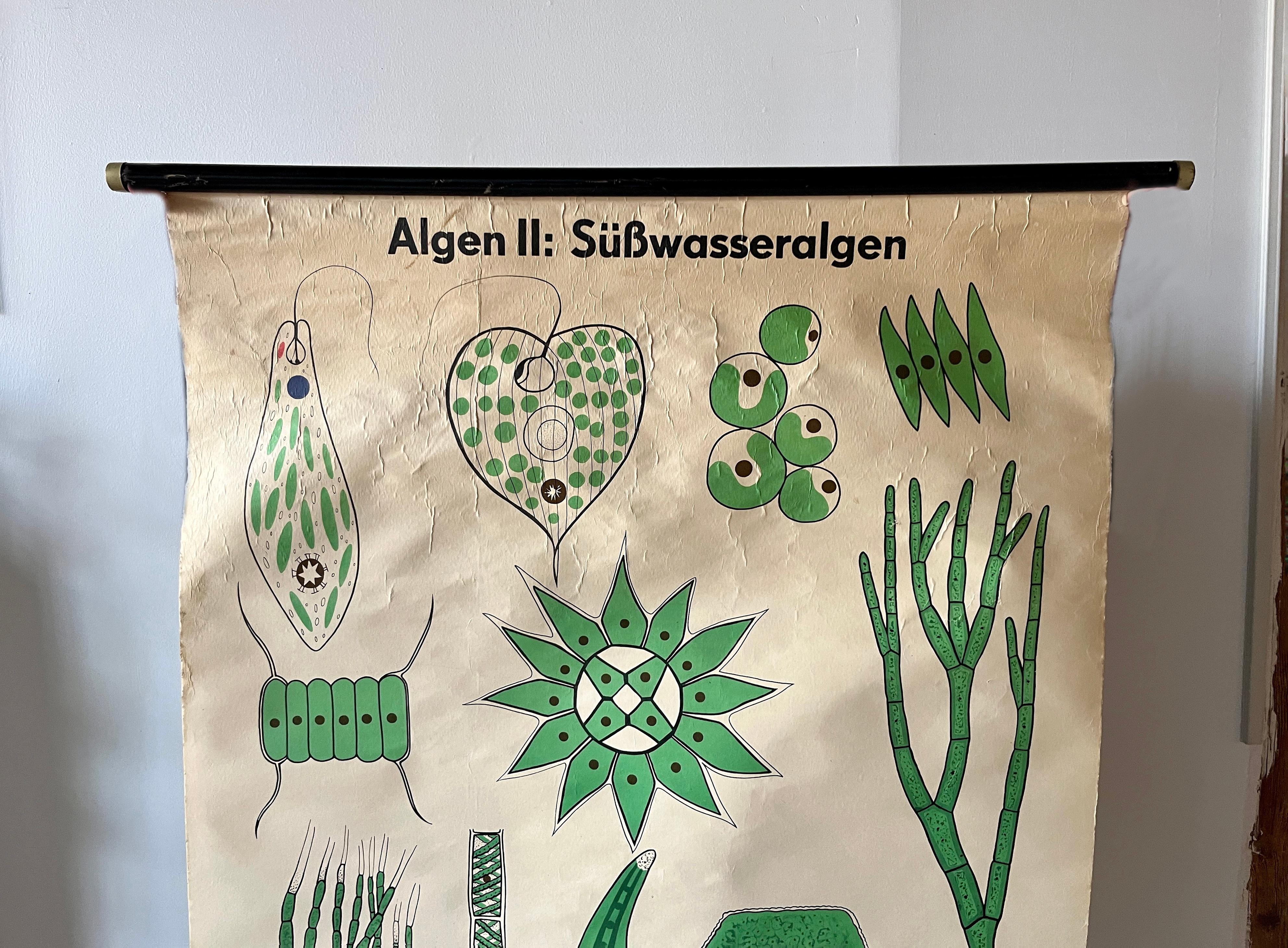 Grafico scolastico originale degli anni '70 sulle alghe sottomarine di una scuola tedesca, pubblicato e stampato da Volk & Wissen, Berlino. Con le illustrazioni colorate e grafiche di Heinz Drost, queste tabelle didattiche sono state costruite per