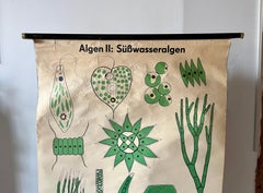 Vintage German Botany Scientific Educational Chart, Freshwater Algae Poster
