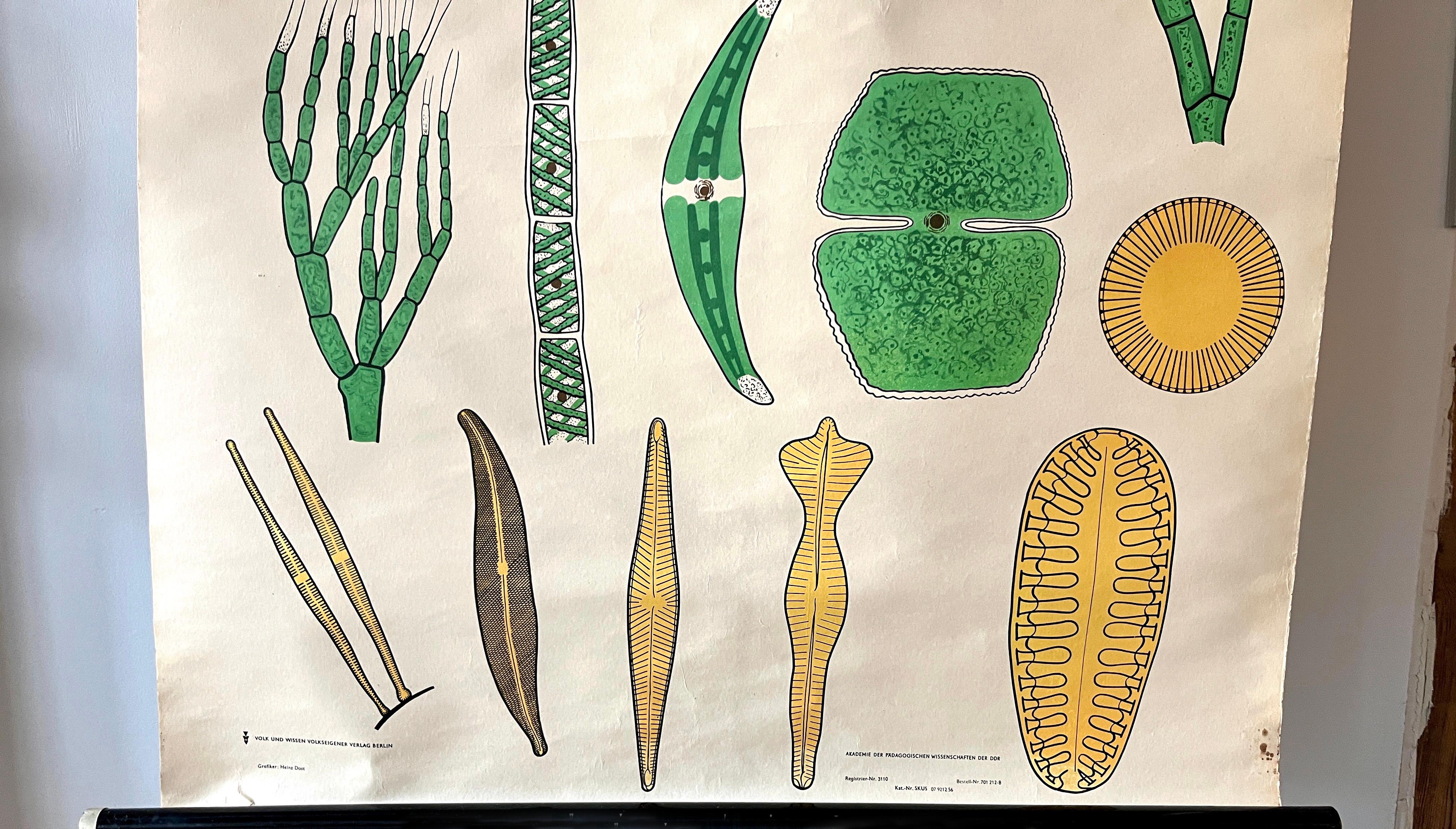 Mid-Century moderno Grafico didattico scientifico botanico tedesco d'epoca, poster sulle alghe d'acqua dolce in vendita
