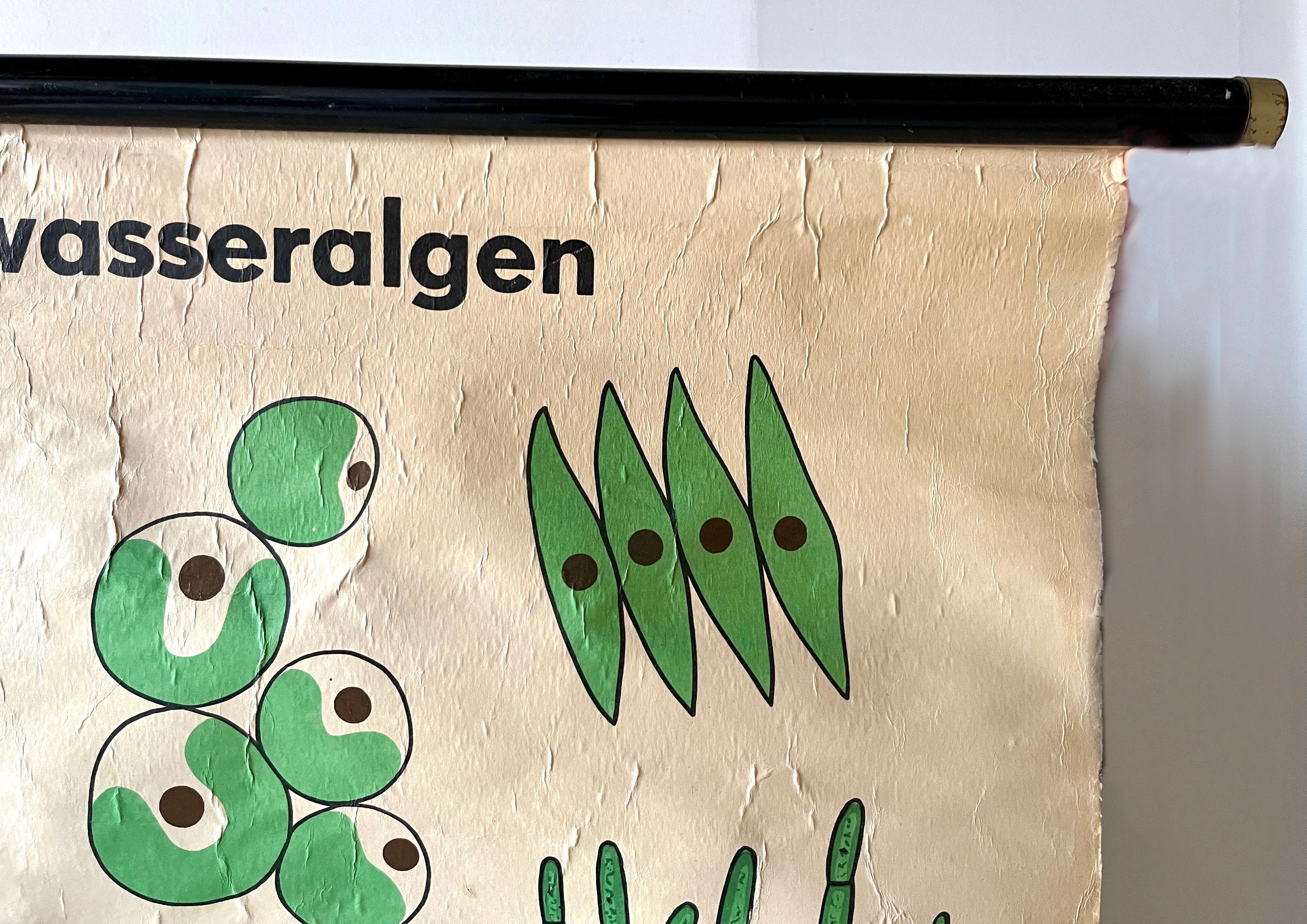 Tela Grafico didattico scientifico botanico tedesco d'epoca, poster sulle alghe d'acqua dolce in vendita