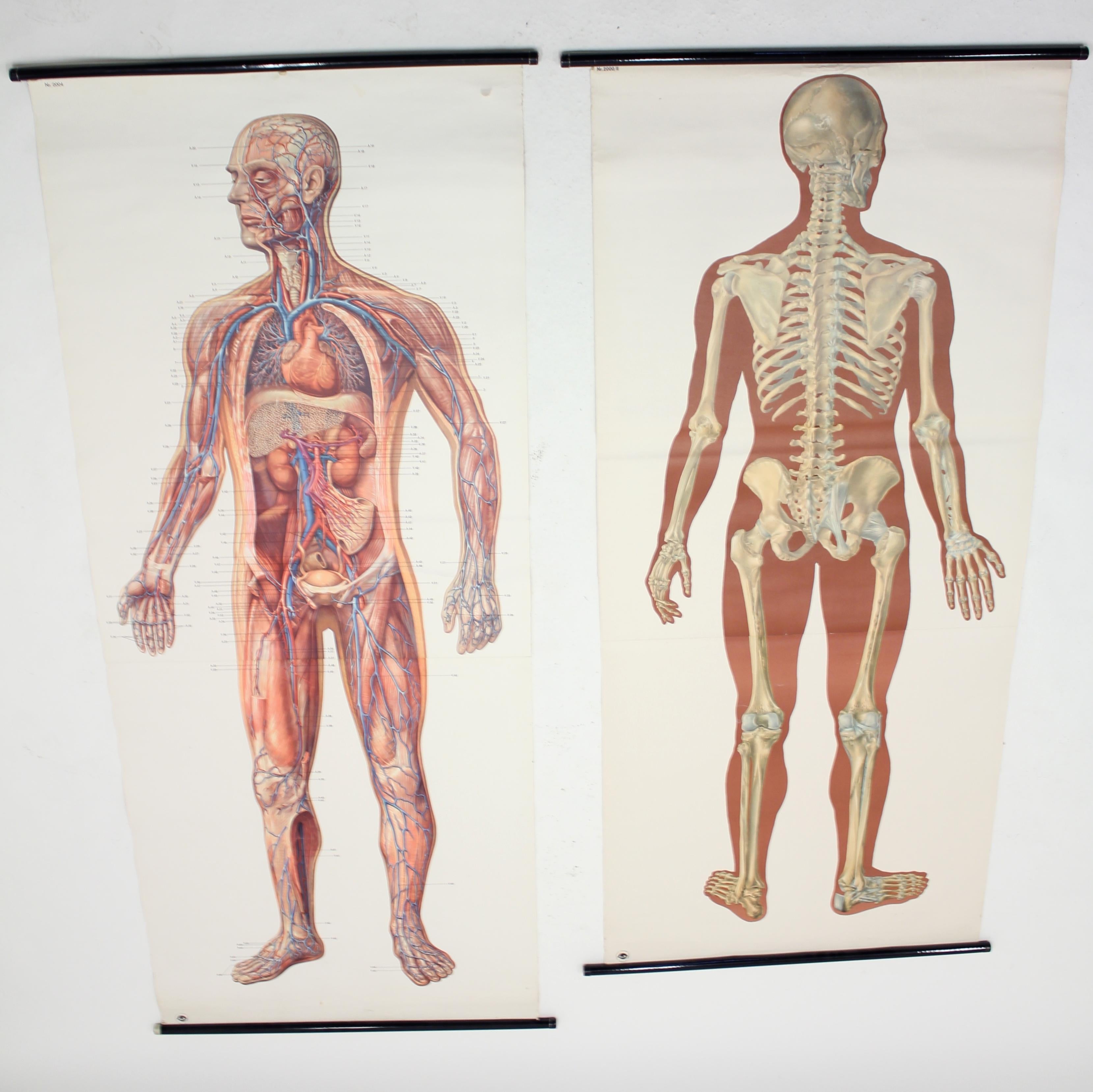 Pair of German anatomical charts from the midcentury and made by Deutsches Hygiene-Museum, Dresden. Both charts are marked by the maker. The pictures are printed on thick paper that are mounted on a canvas for better strength. All original. They