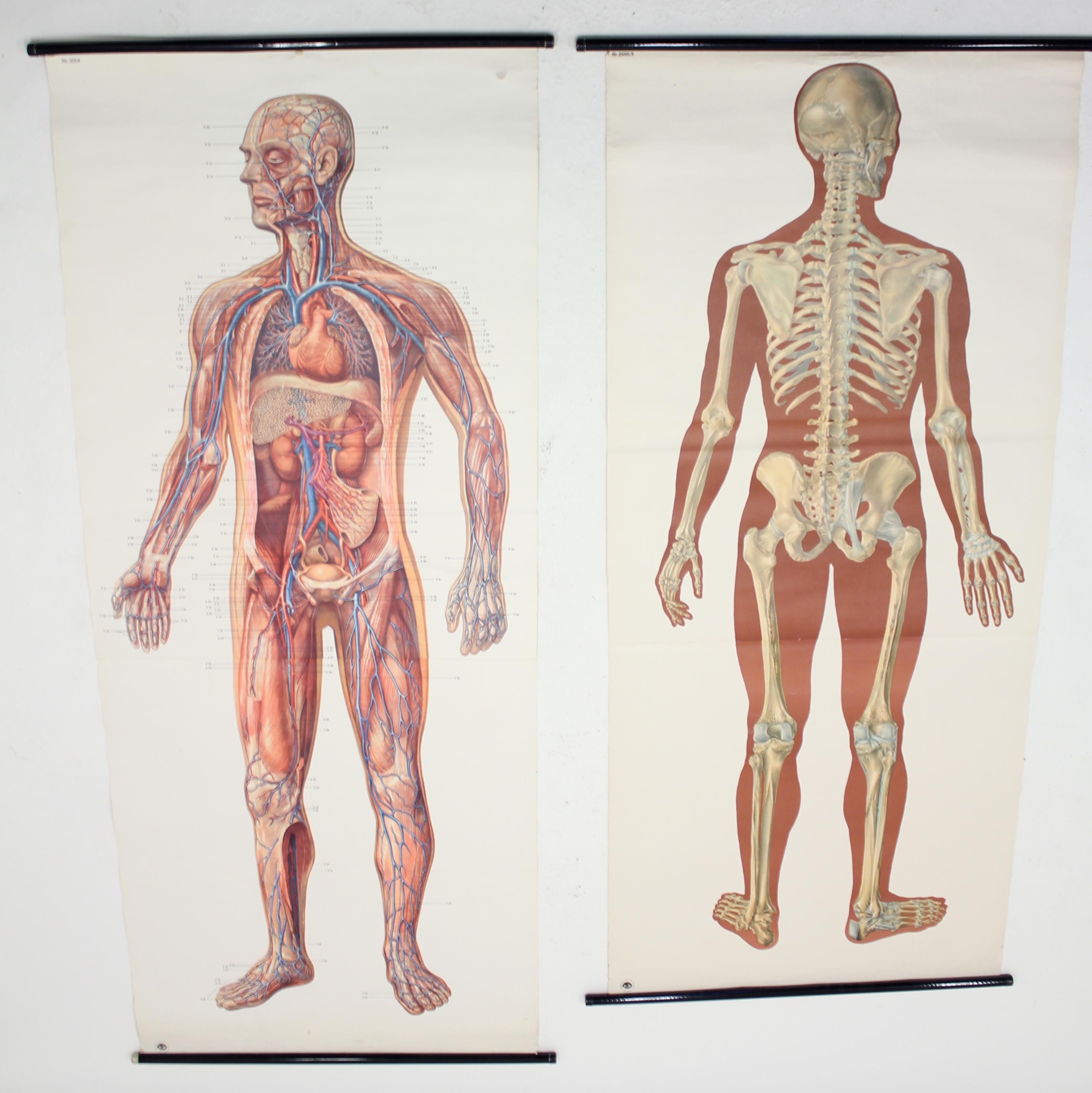 Mid-Century Modern Vintage German Midcentury Anatomical Charts, Set of 2