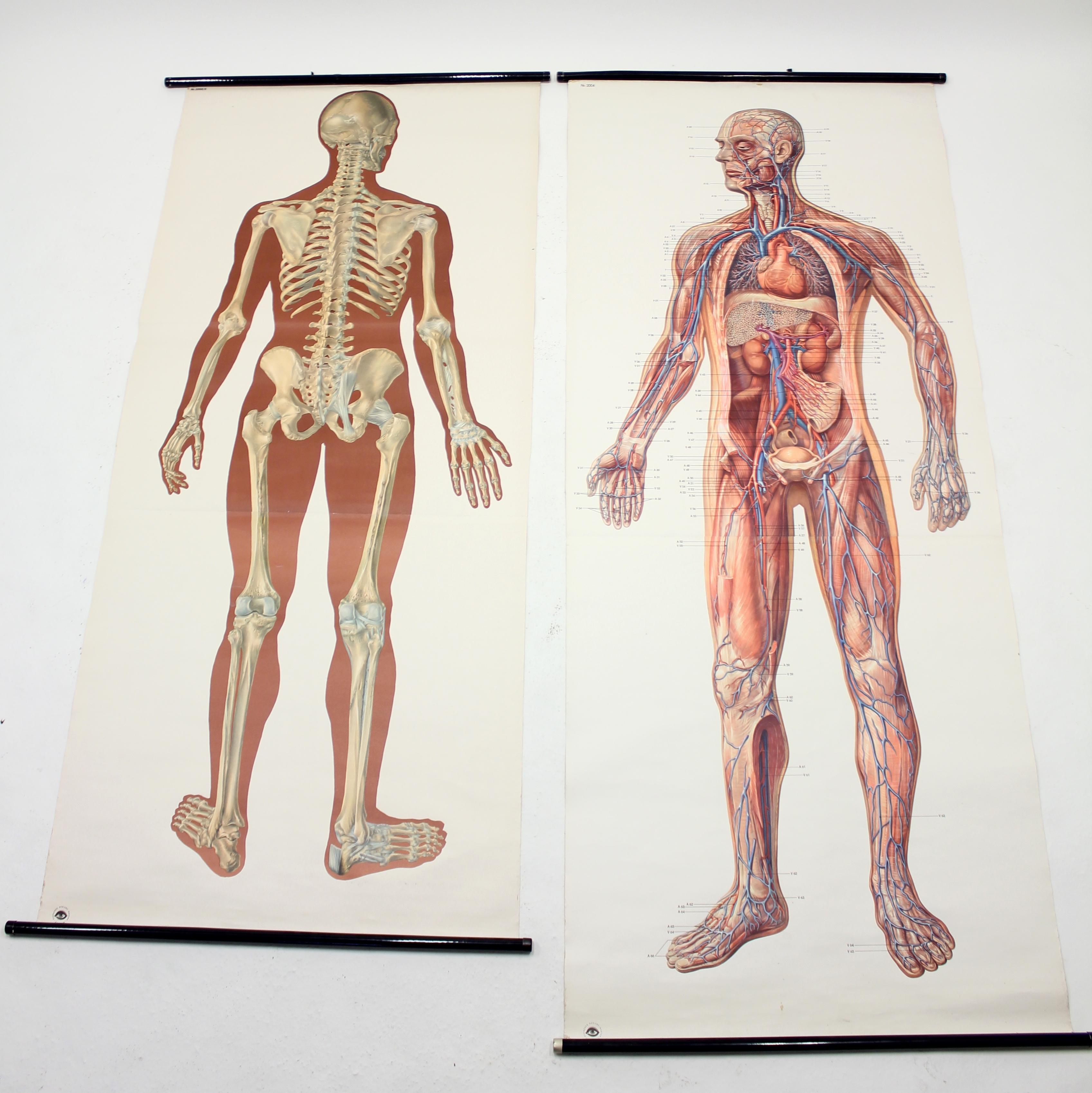 Vintage German Midcentury Anatomical Charts, Set of 2 In Good Condition In Uppsala, SE