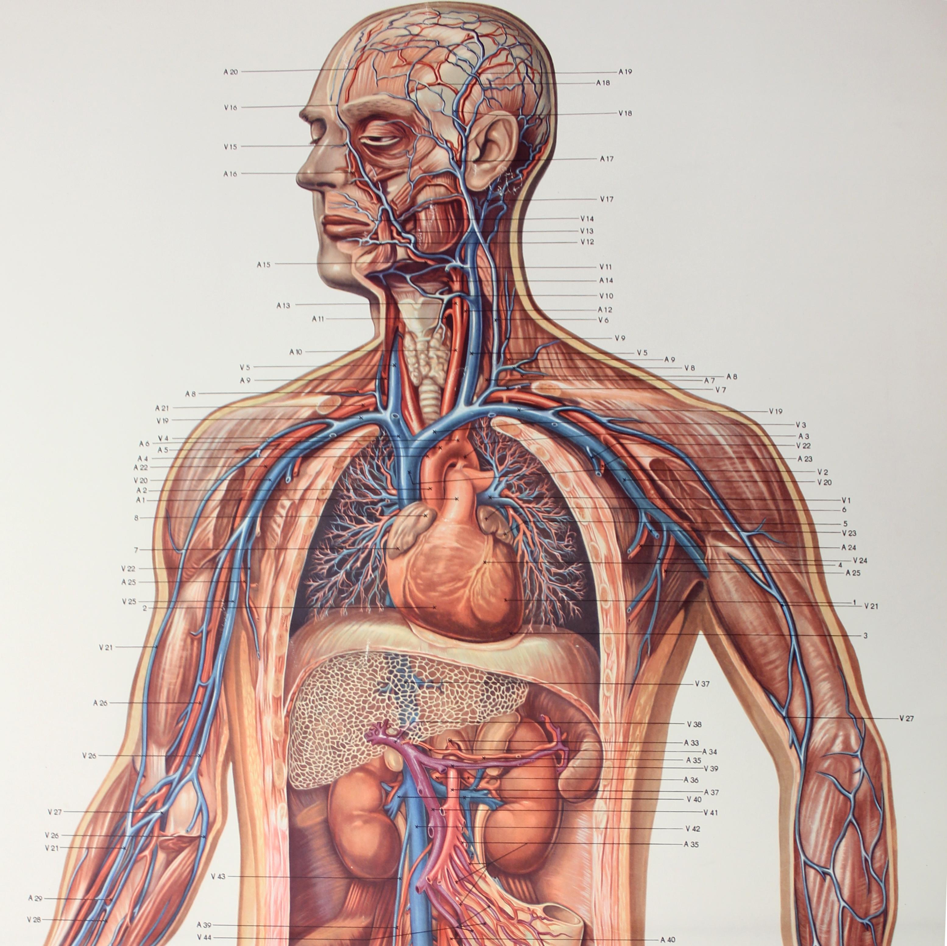 20th Century Vintage German Midcentury Anatomical Charts, Set of 2