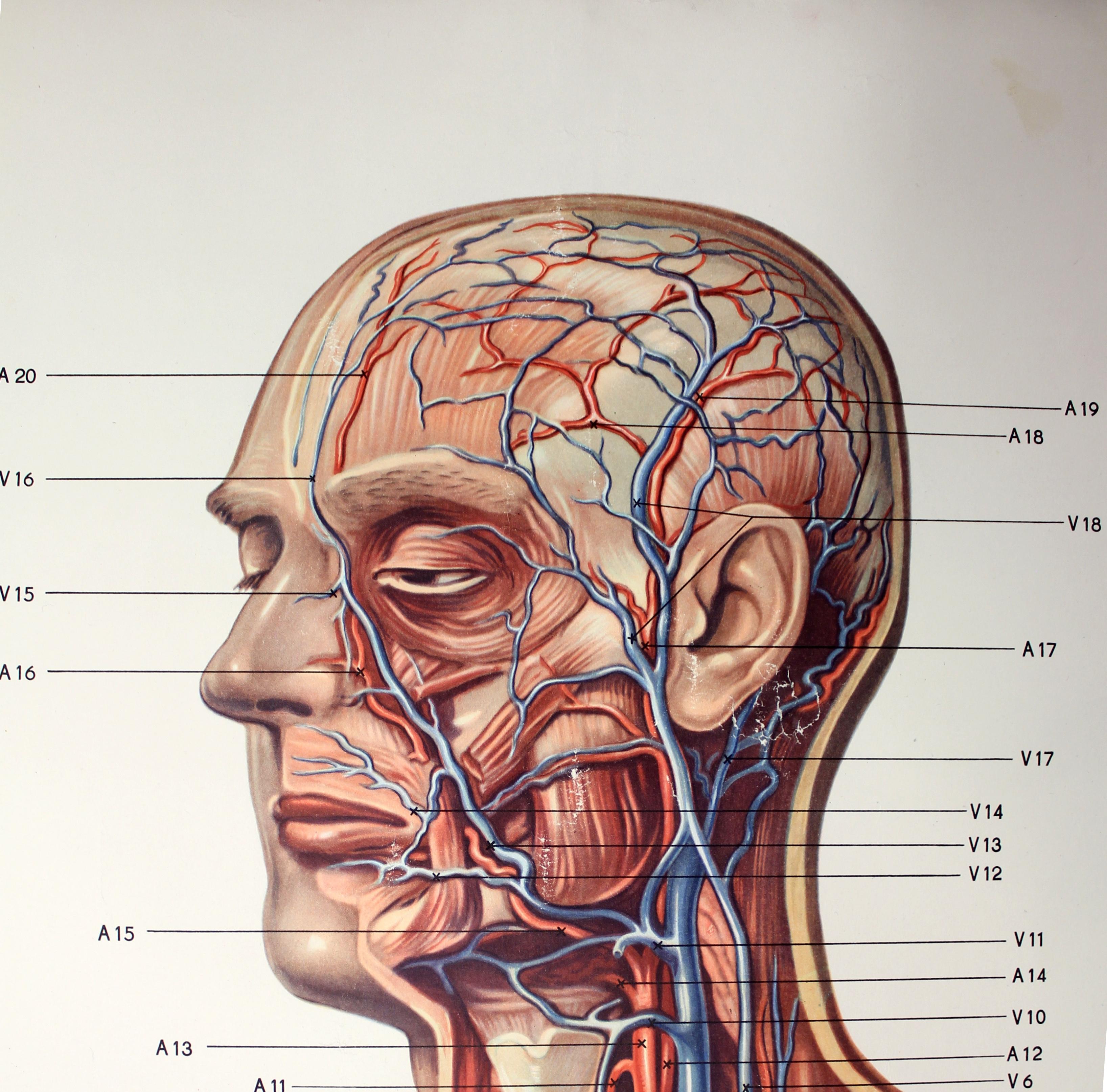 Metal Vintage German Midcentury Anatomical Charts, Set of 2