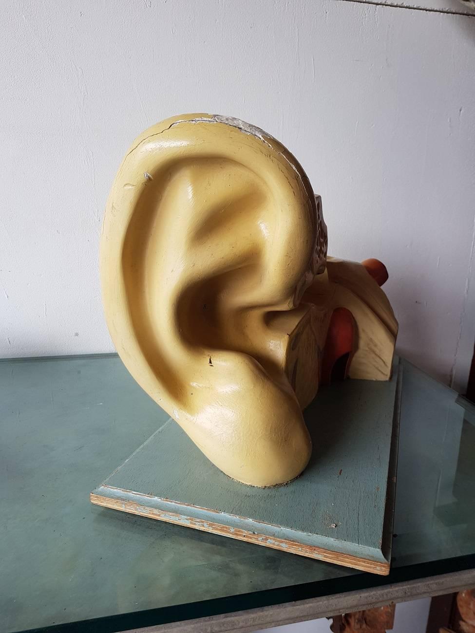 Old German model of a human ear from the mid-20th century.

The measurements are,
Depth 24 cm/ 9.4 inch.
Width 45 cm/ 17.7 inch.
Height 31 cm/ 12.2 inch.
 