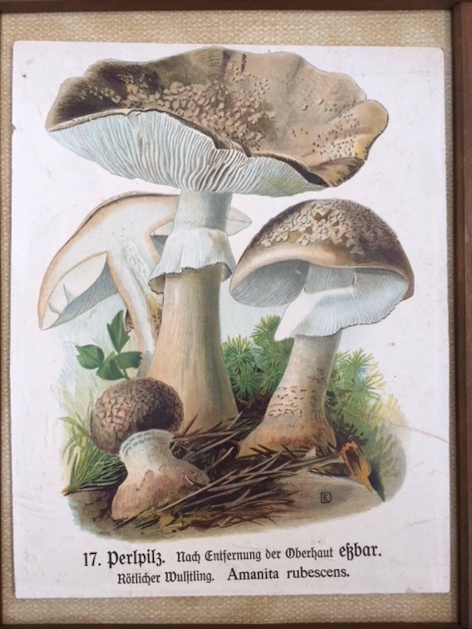 German print of mushrooms in a Folk Art wood frame, circa 1930.