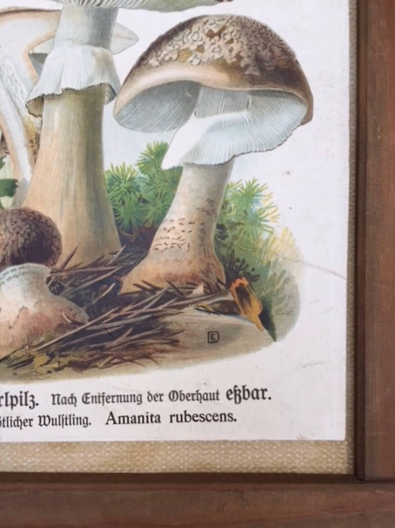 Vintage German Print of Mushrooms in a Folk Art Frame In Good Condition For Sale In Antwerp, BE