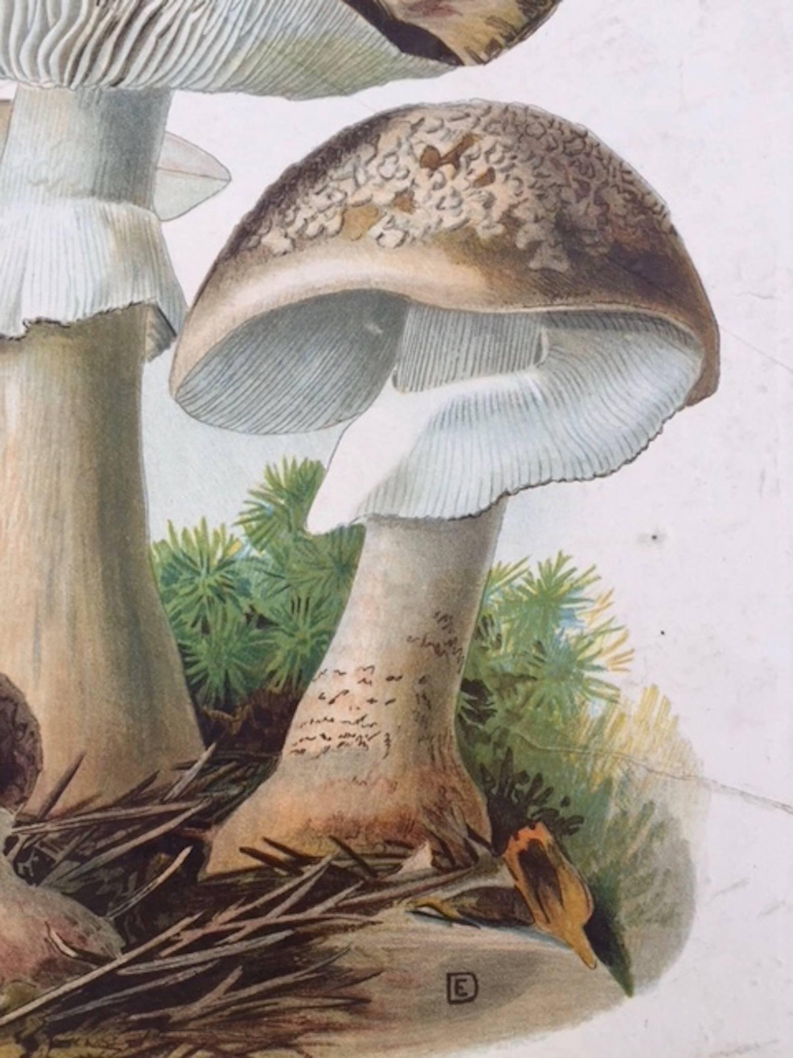 20th Century Vintage German Print of Mushrooms in a Folk Art Frame For Sale