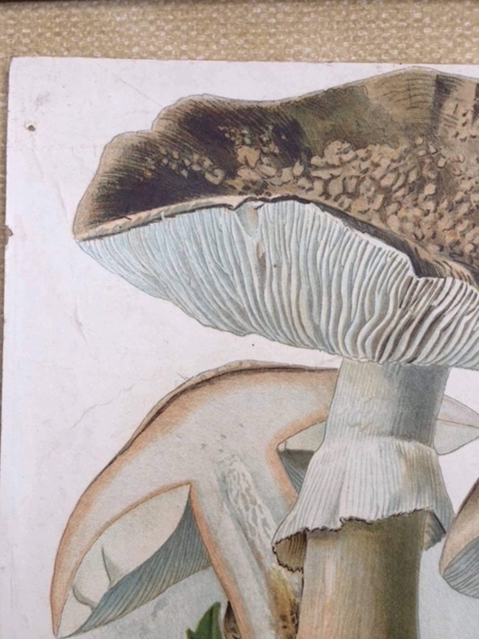 Pine Vintage German Print of Mushrooms in a Folk Art Frame For Sale