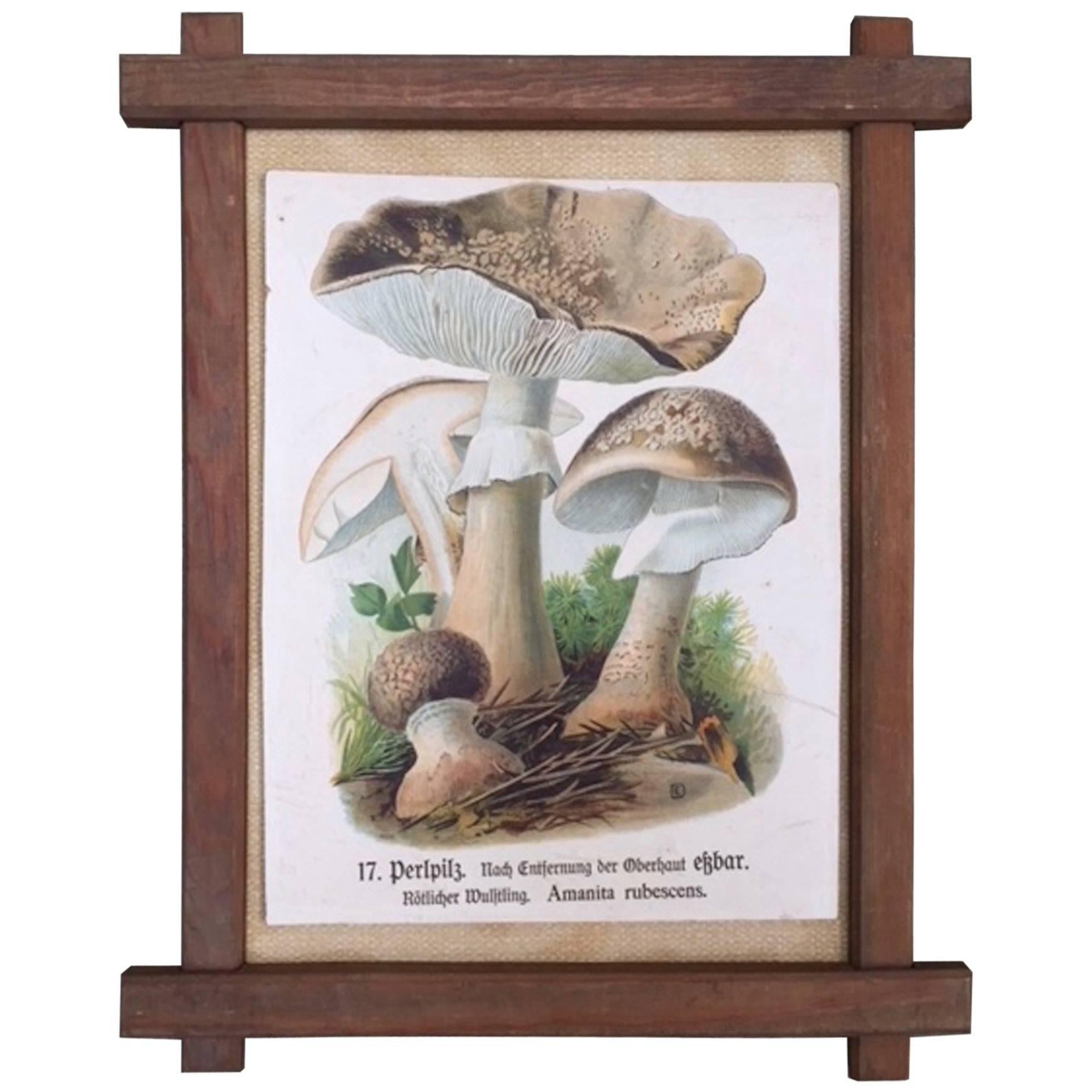 Vintage German Print of Mushrooms in a Folk Art Frame For Sale