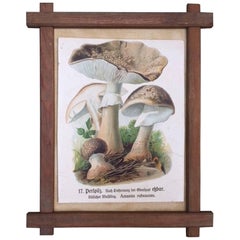 Vintage German Print of Mushrooms in a Folk Art Frame