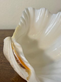 Vintage Giant Clam Shell Half, Tridacna Gigas, Coastal Decorative Object