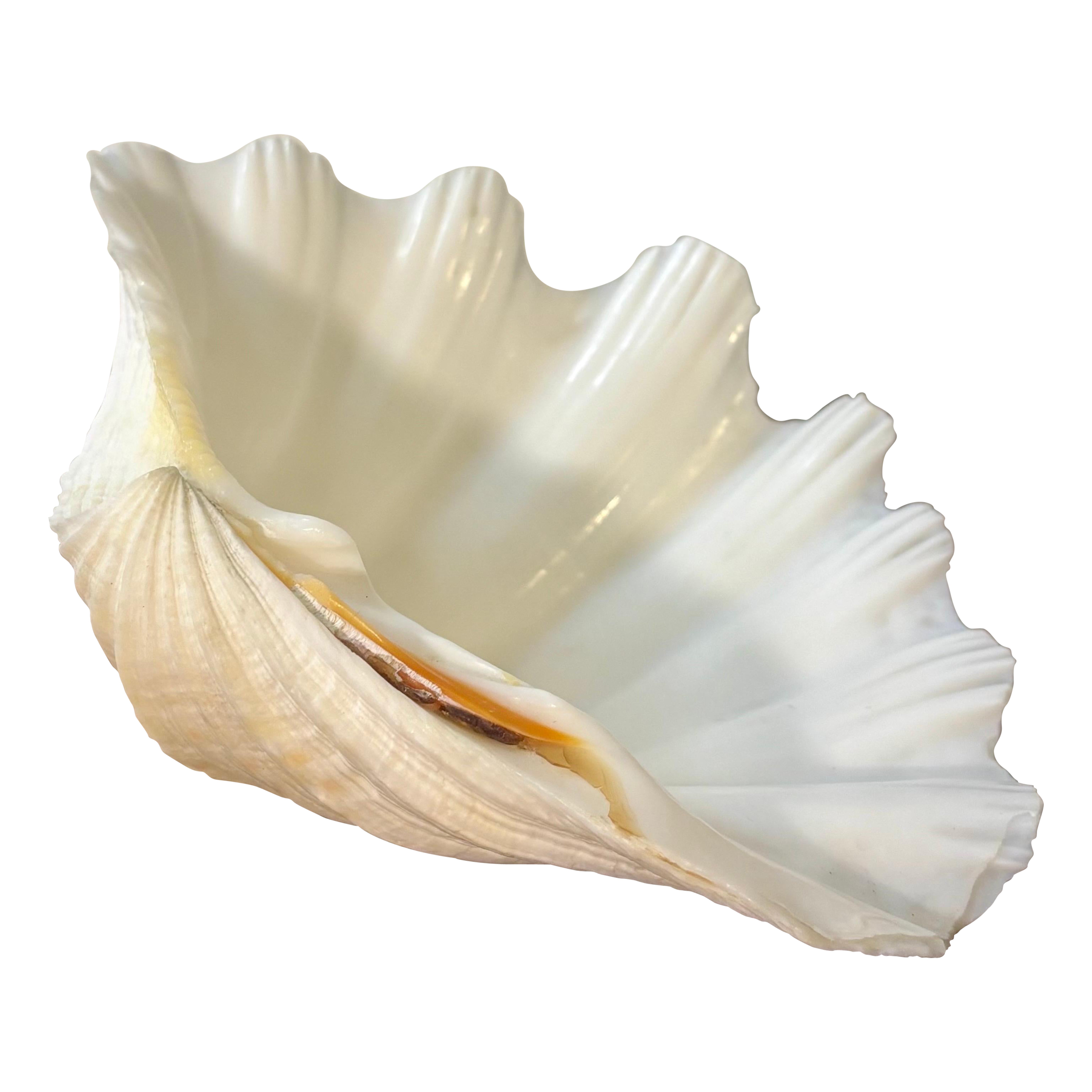 Demi coquille de palourde géante vintage, Tridacna Gigas, Coastal Decorative Objects