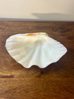 Vintage Giant Clam Shell Half, Tridacna Gigas, Coastal Sculptural Object