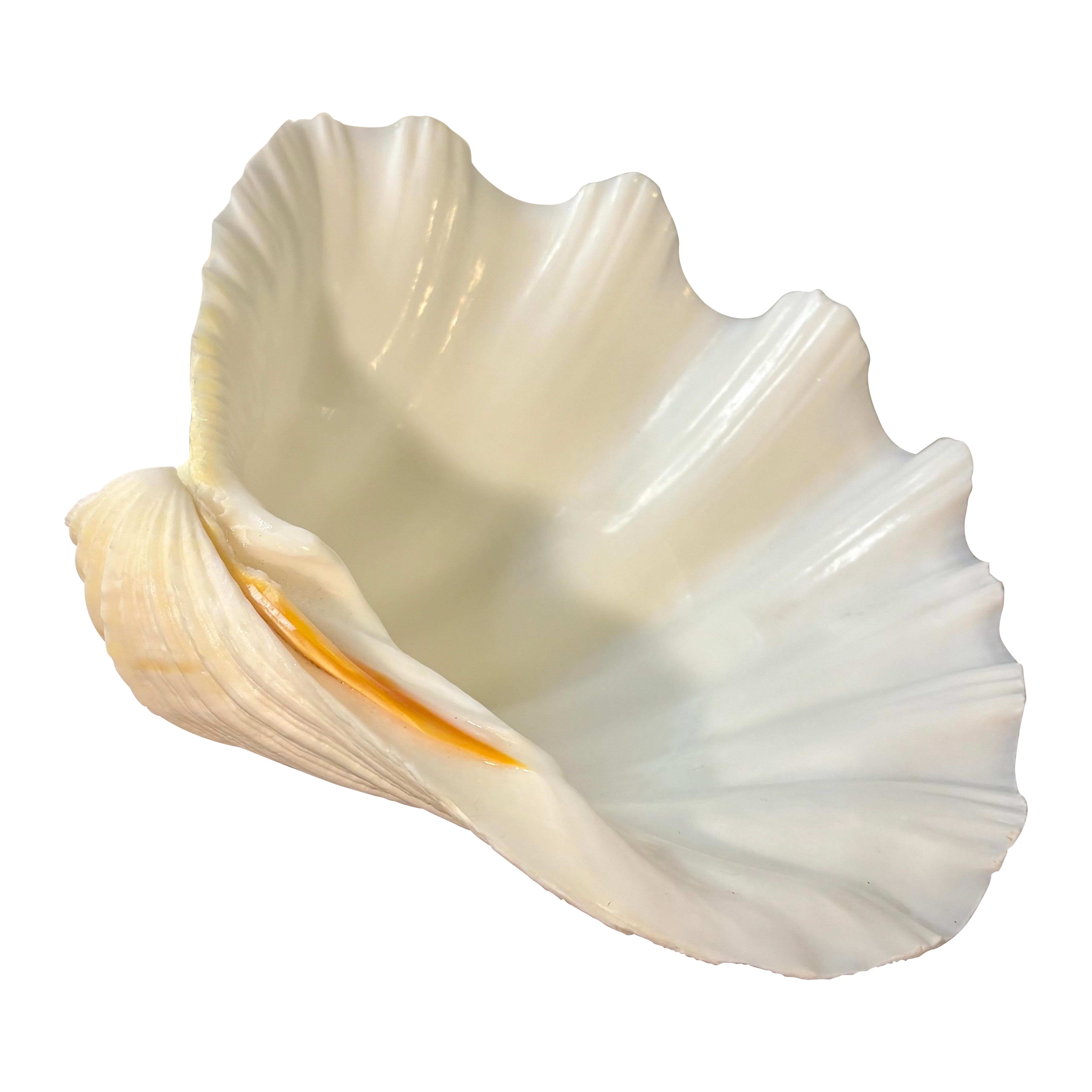 Demi coquille de palourde géante vintage, Tridacna Gigas, Coastal Sculptural Objects