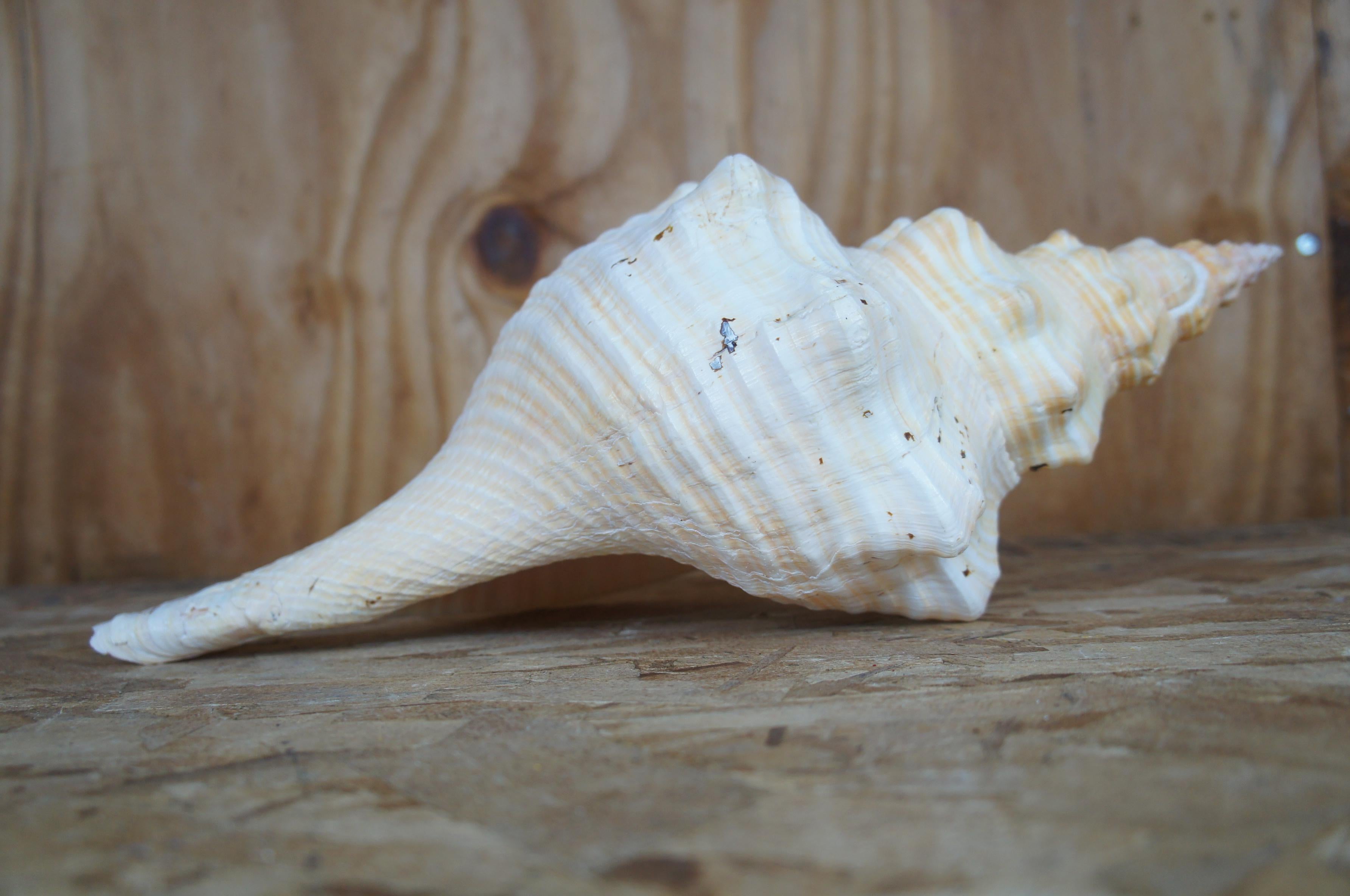 conch snail without shell