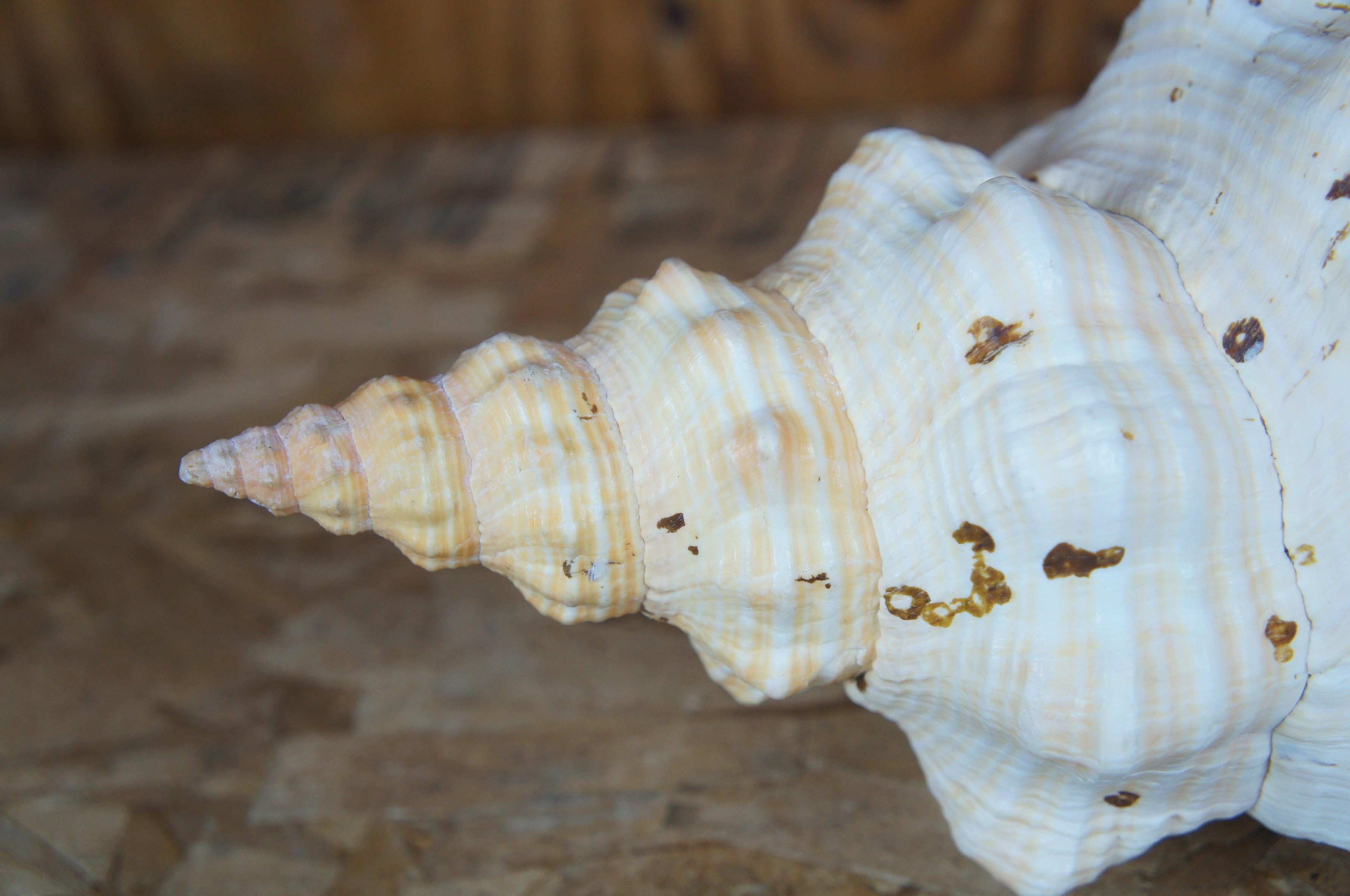 Vintage Giant Horned Syracusan Spindle Triton Conch Sea Shell Snail Horse 1