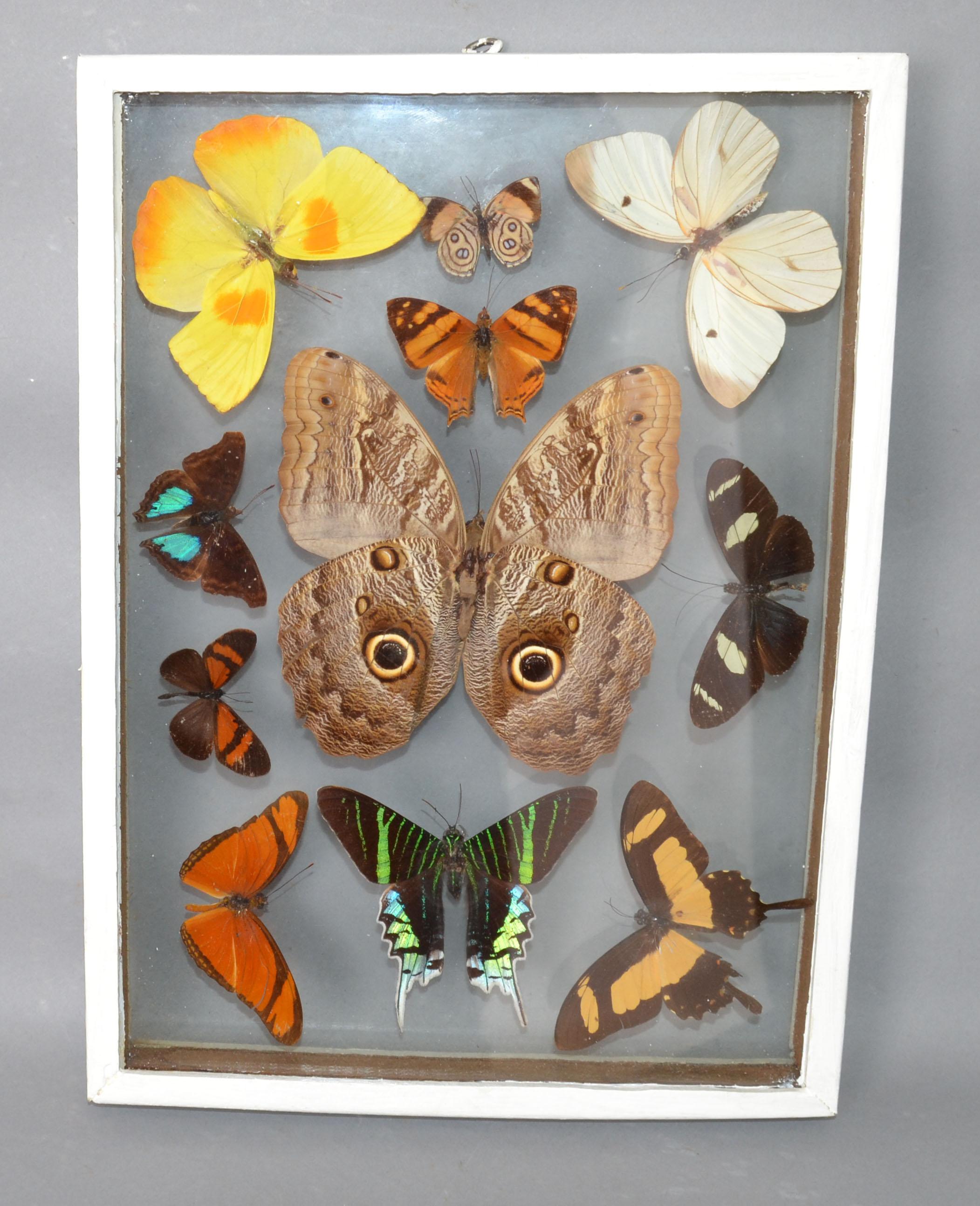 Mid-Century Modern glass box frame with Butterflies, American, circa 1960.
Good vintage condition to the Reverse of Frame.
Great for teaching Nature and Animals.
