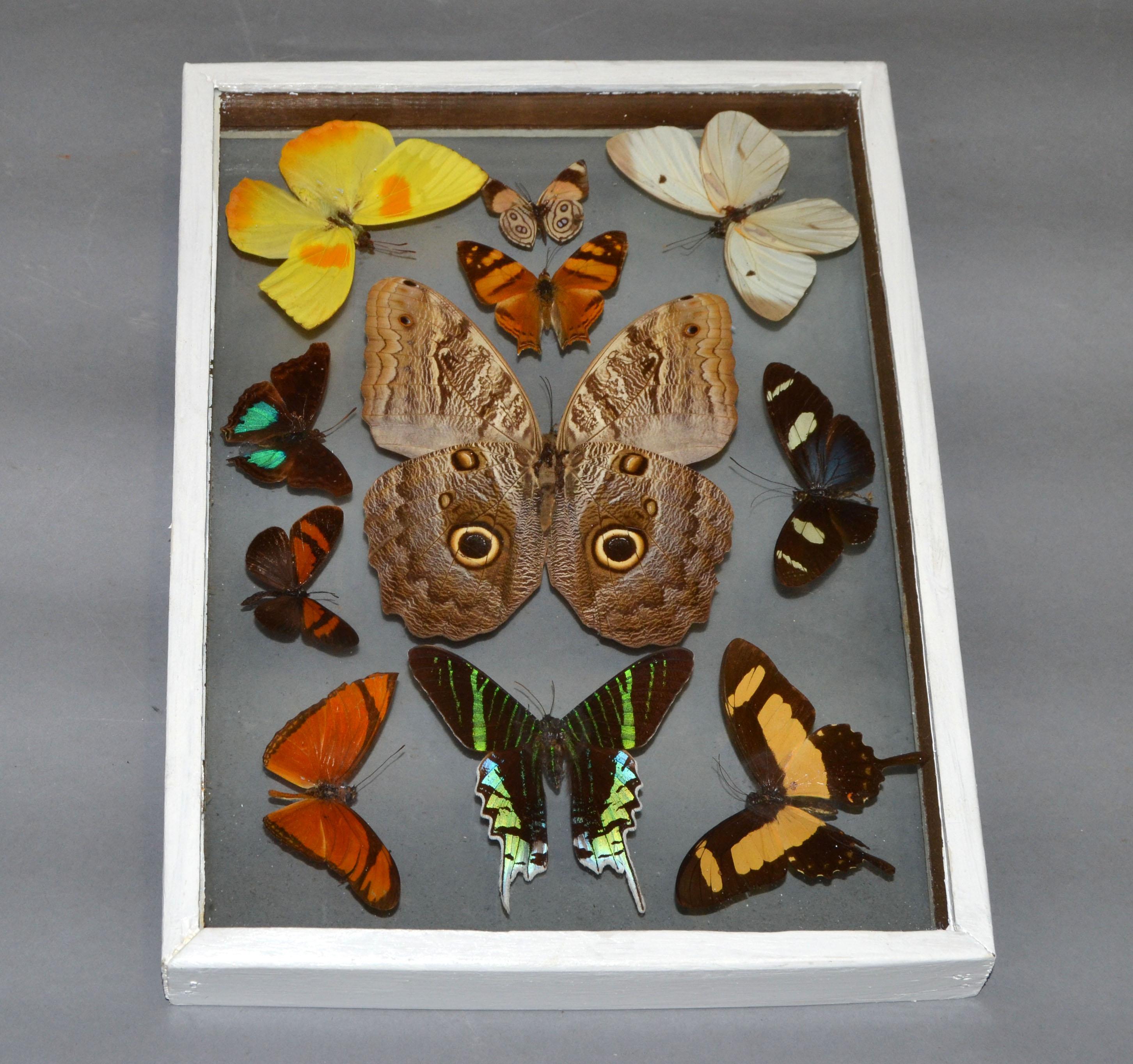 Mid-Century Modern Vintage Glass Box Frame with Butterflies