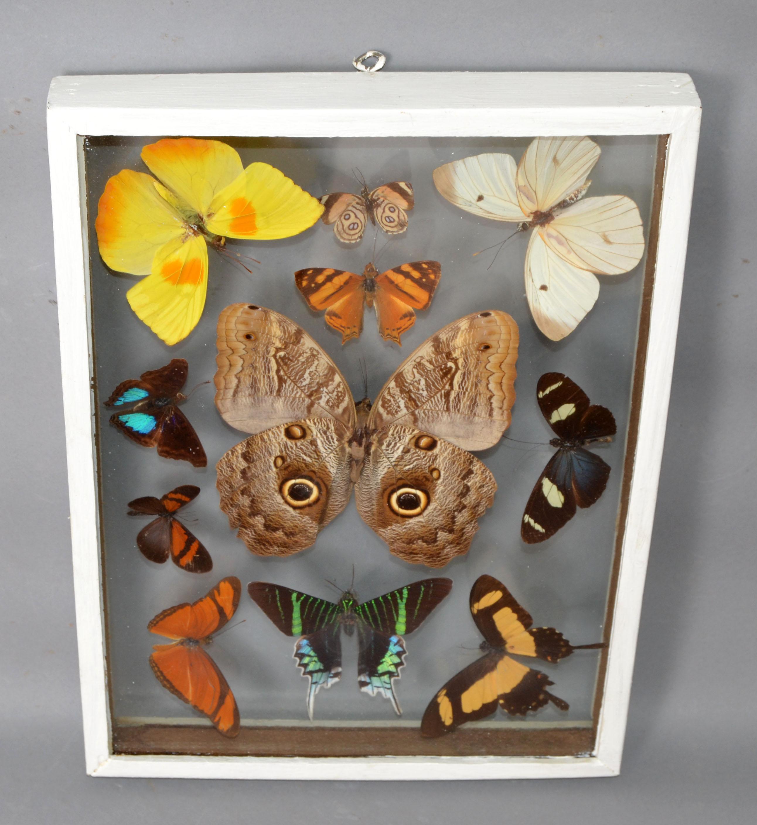Vintage Glass Box Frame with Butterflies In Good Condition In Miami, FL