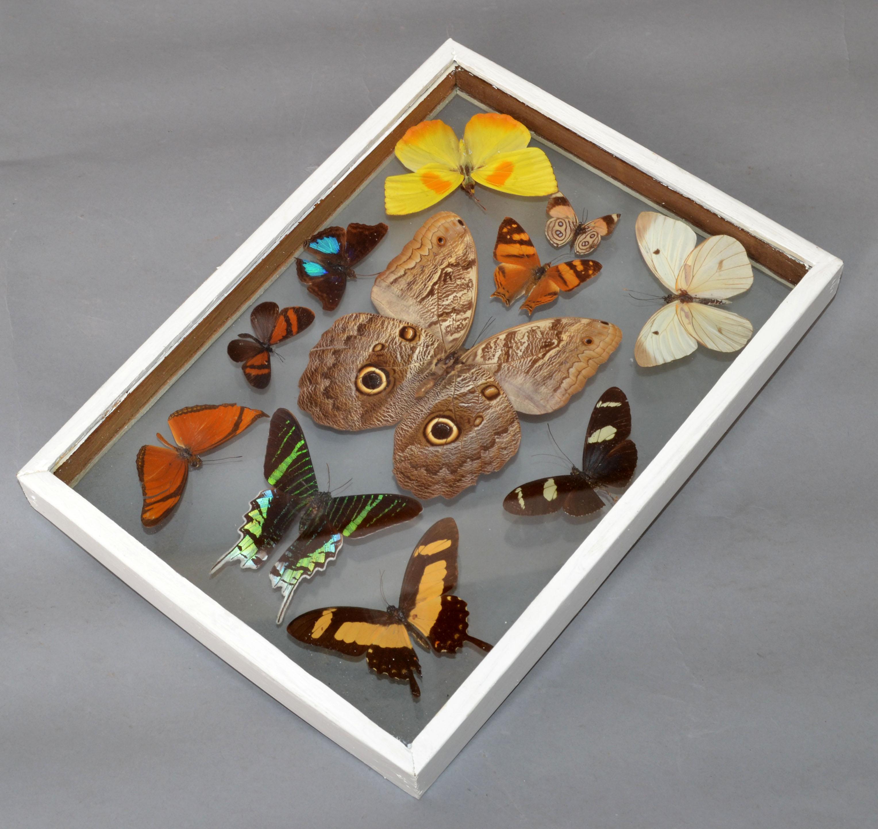Mid-20th Century Vintage Glass Box Frame with Butterflies