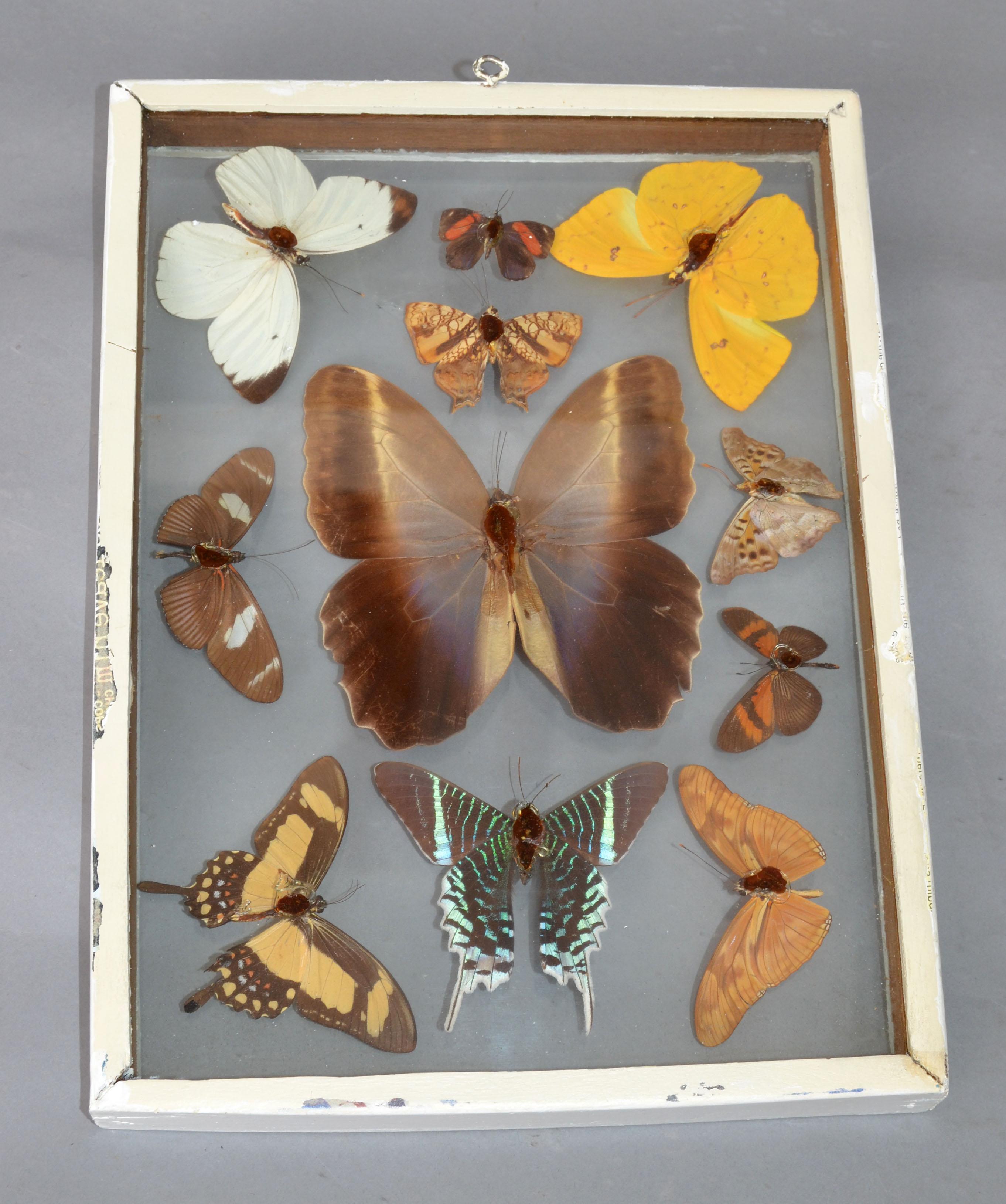 Vintage Glass Box Frame with Butterflies 1