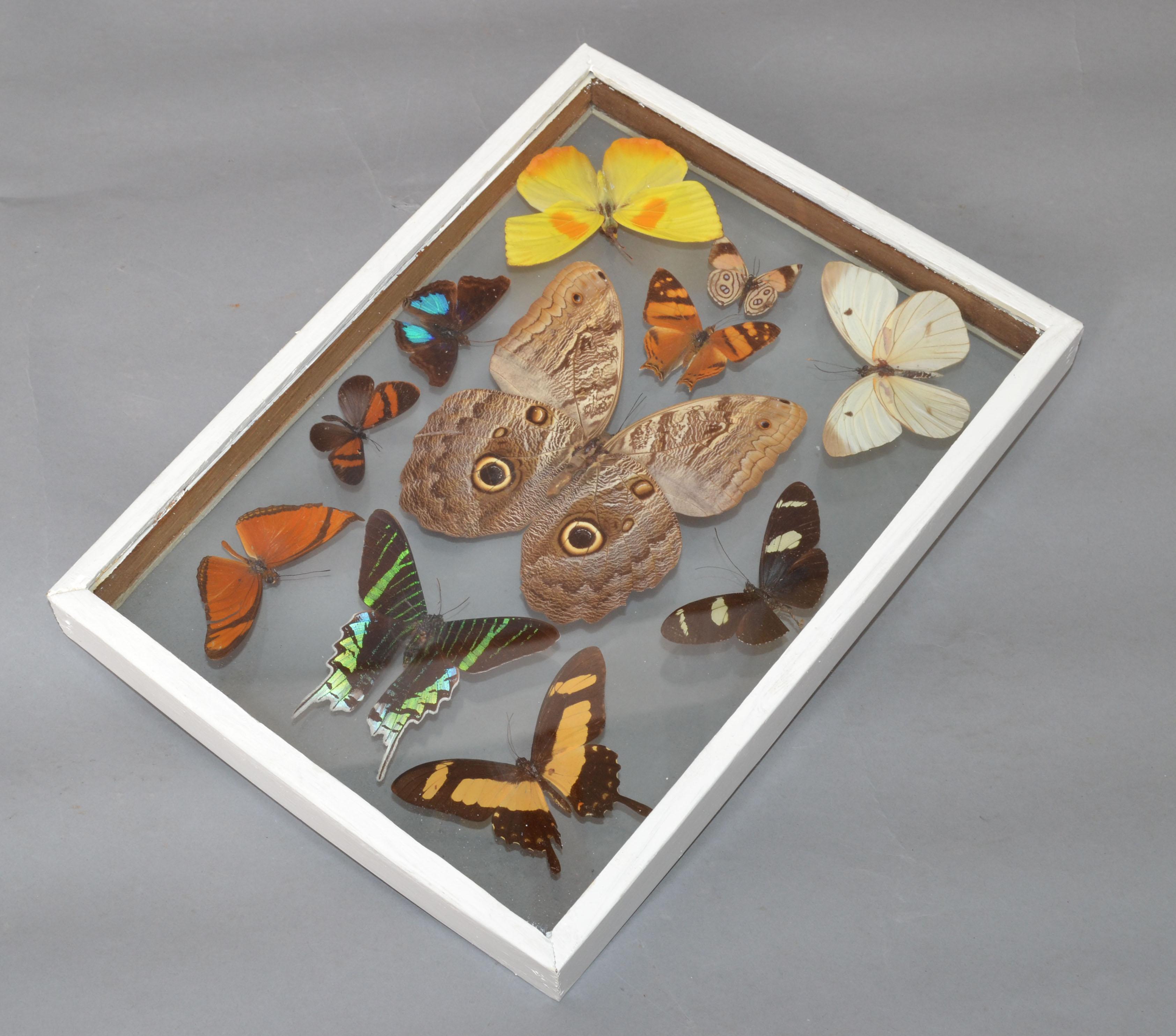 Vintage Glass Box Frame with Butterflies 2