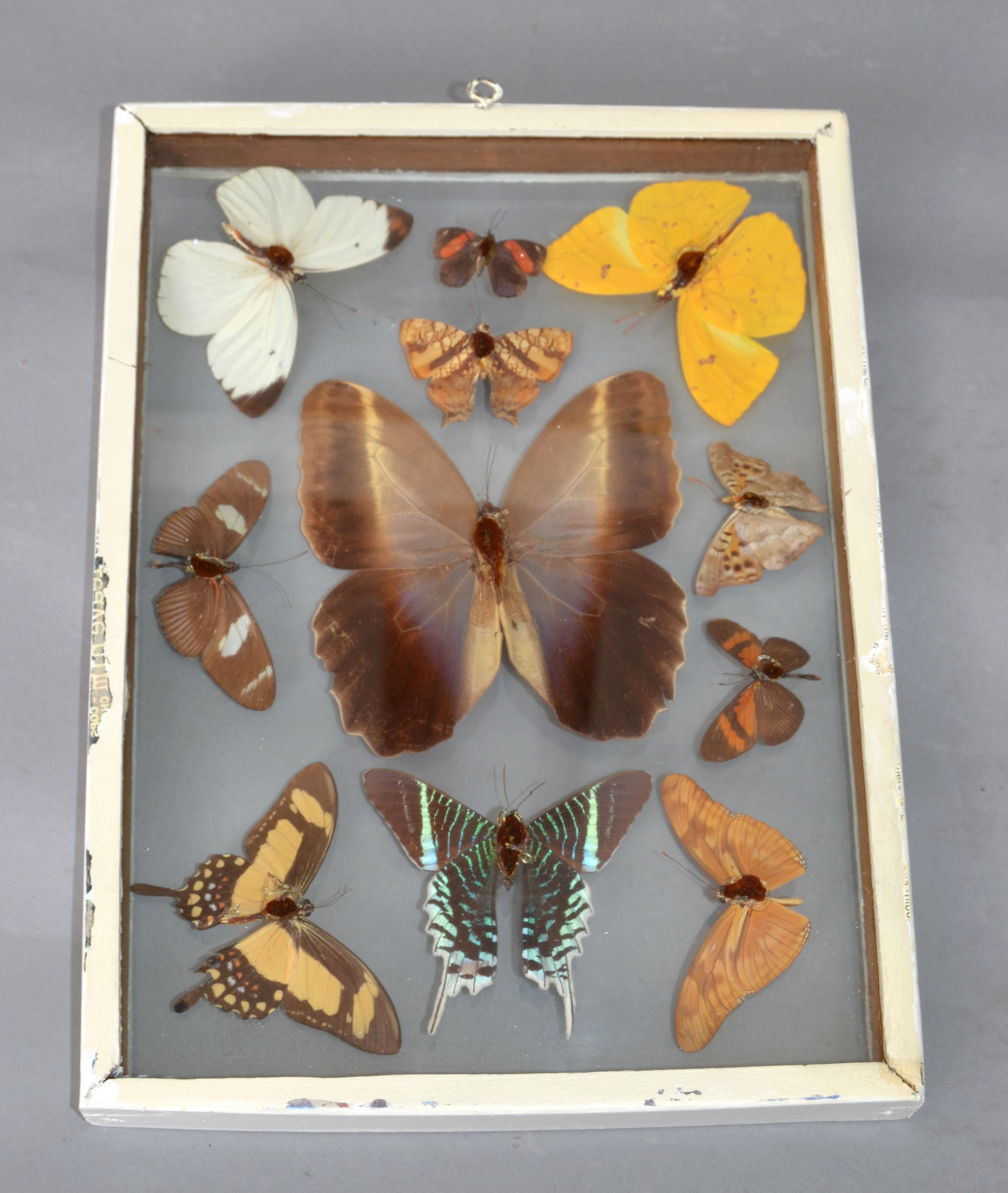 Vintage Glass Box Frame with Butterflies 3