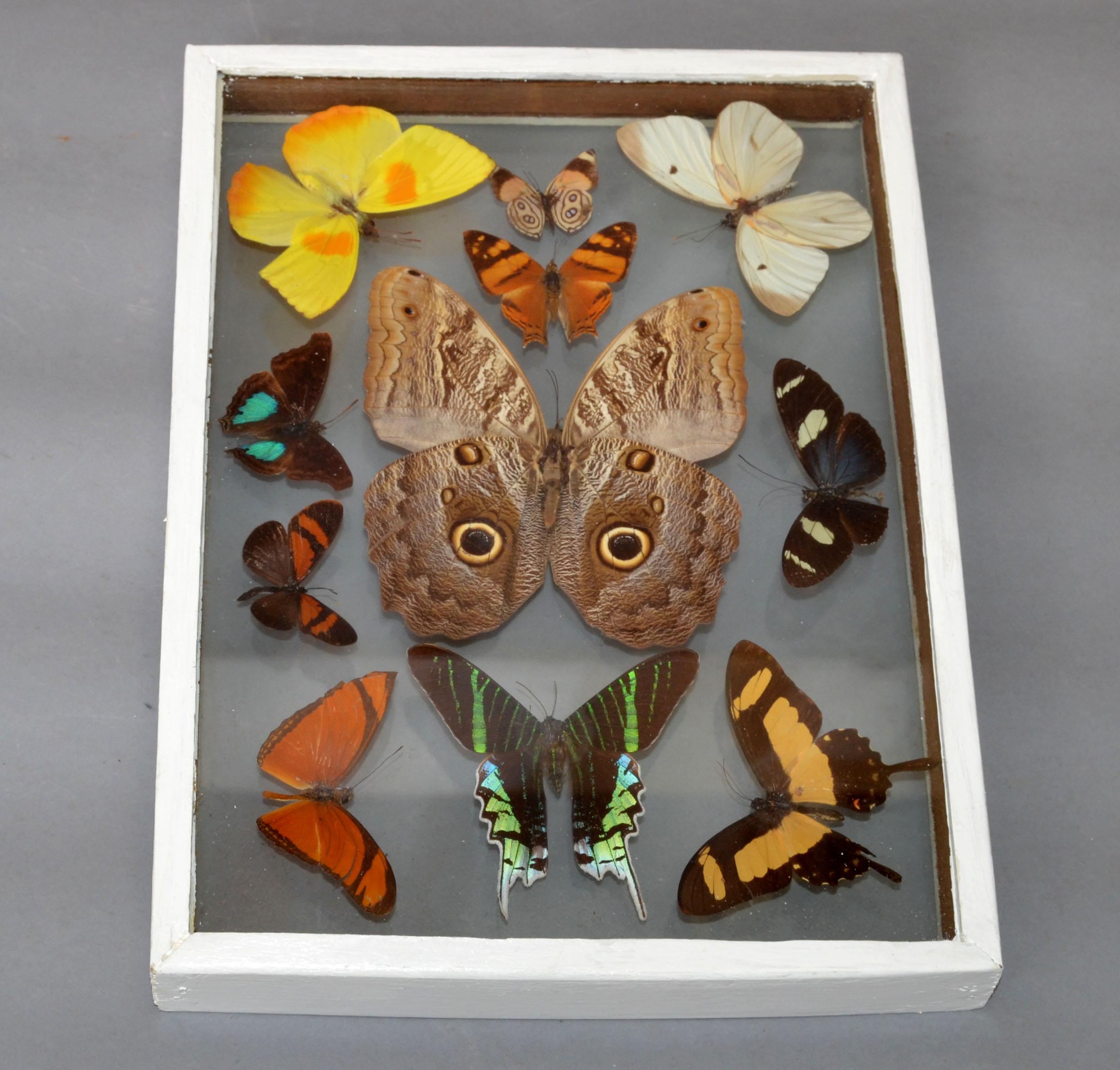 Vintage Glass Box Frame with Butterflies 4