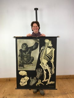 Vintage Gorilla Wall Chart by Jung - Koch - Quentell