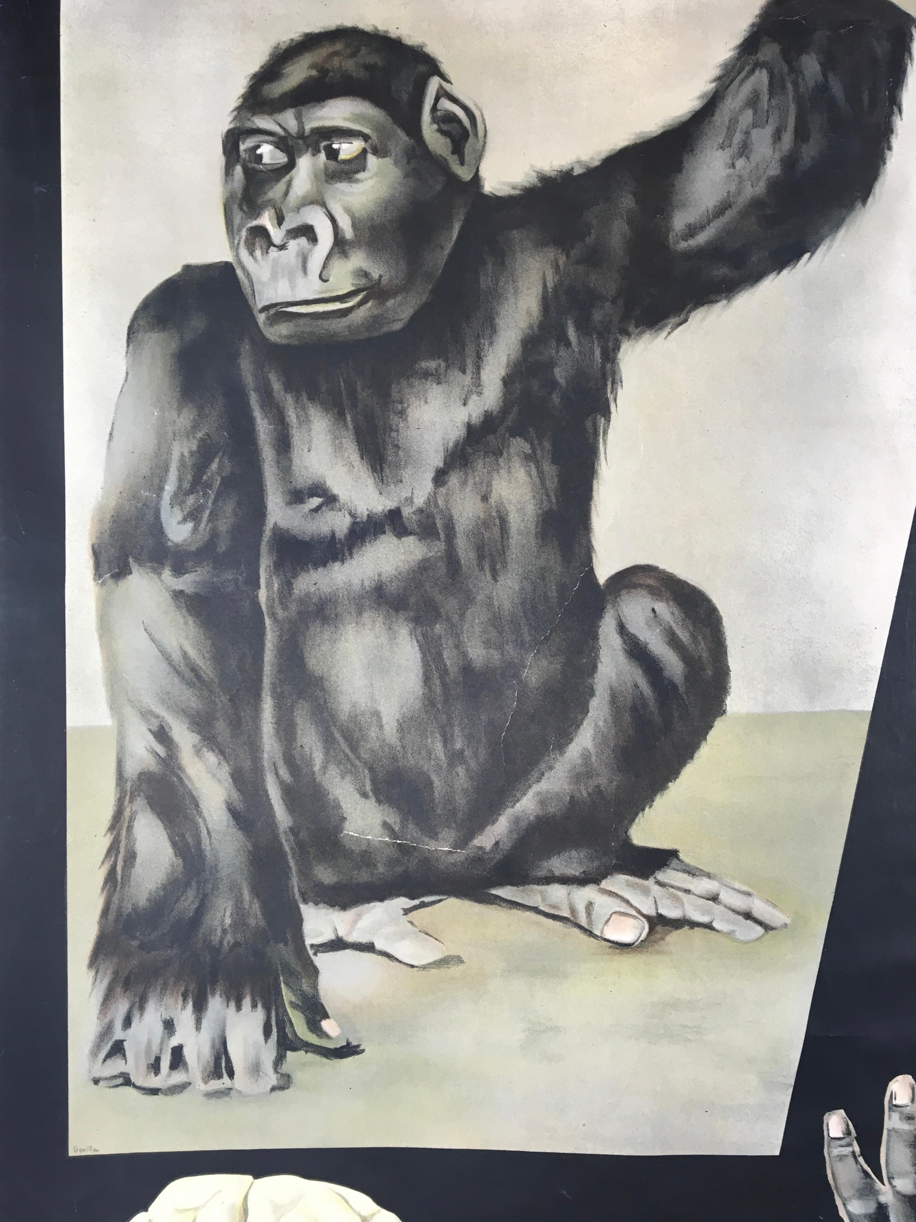 Modern Vintage Gorilla Wall Chart by Jung - Koch - Quentell  For Sale