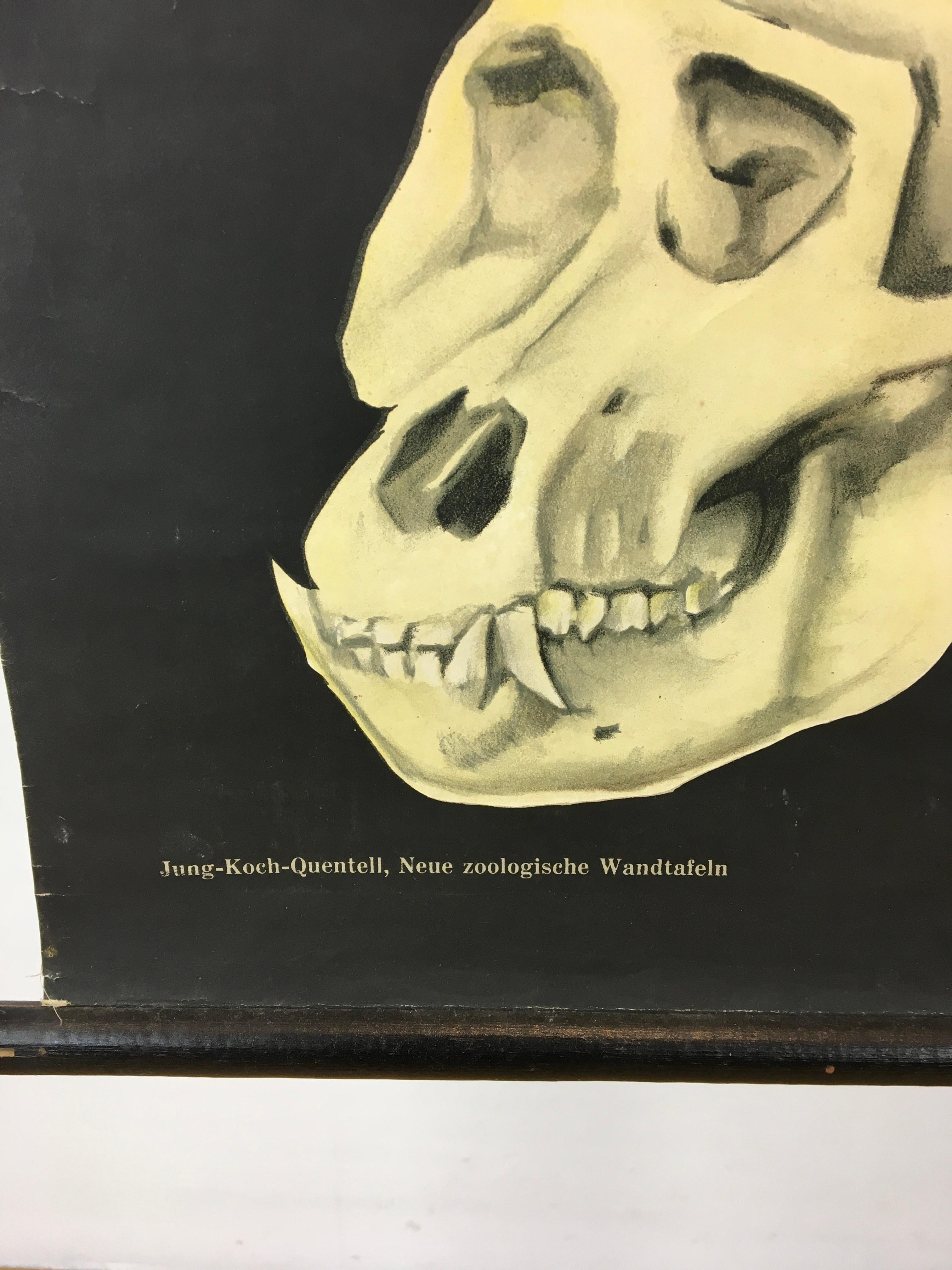 Gorilla-Wandtafel von Jung - Koch - Quentell, Vintage  im Angebot 1