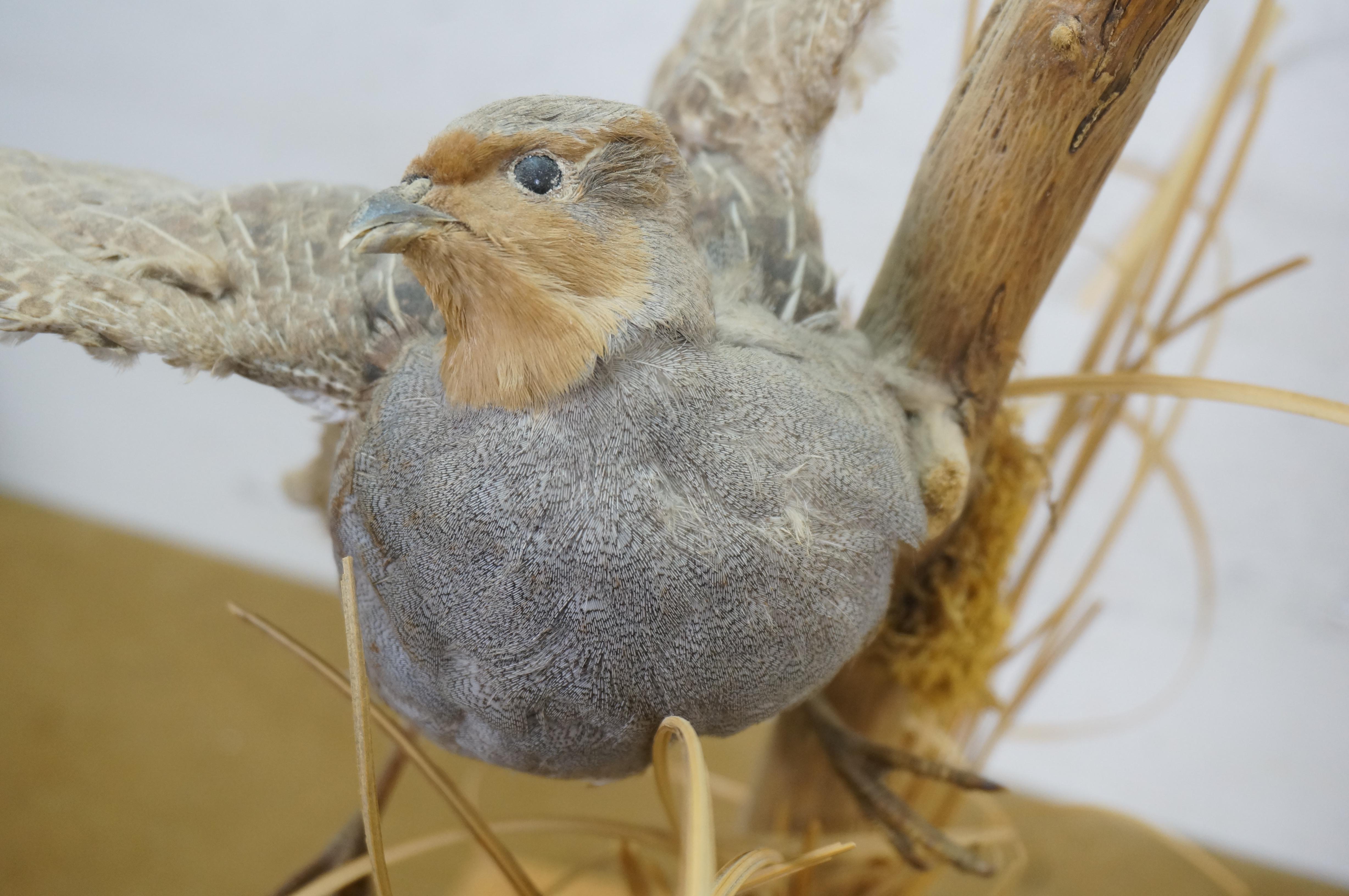 Vintage Gray Hungarian Partridge Game Bird Taxidermy Mount 20