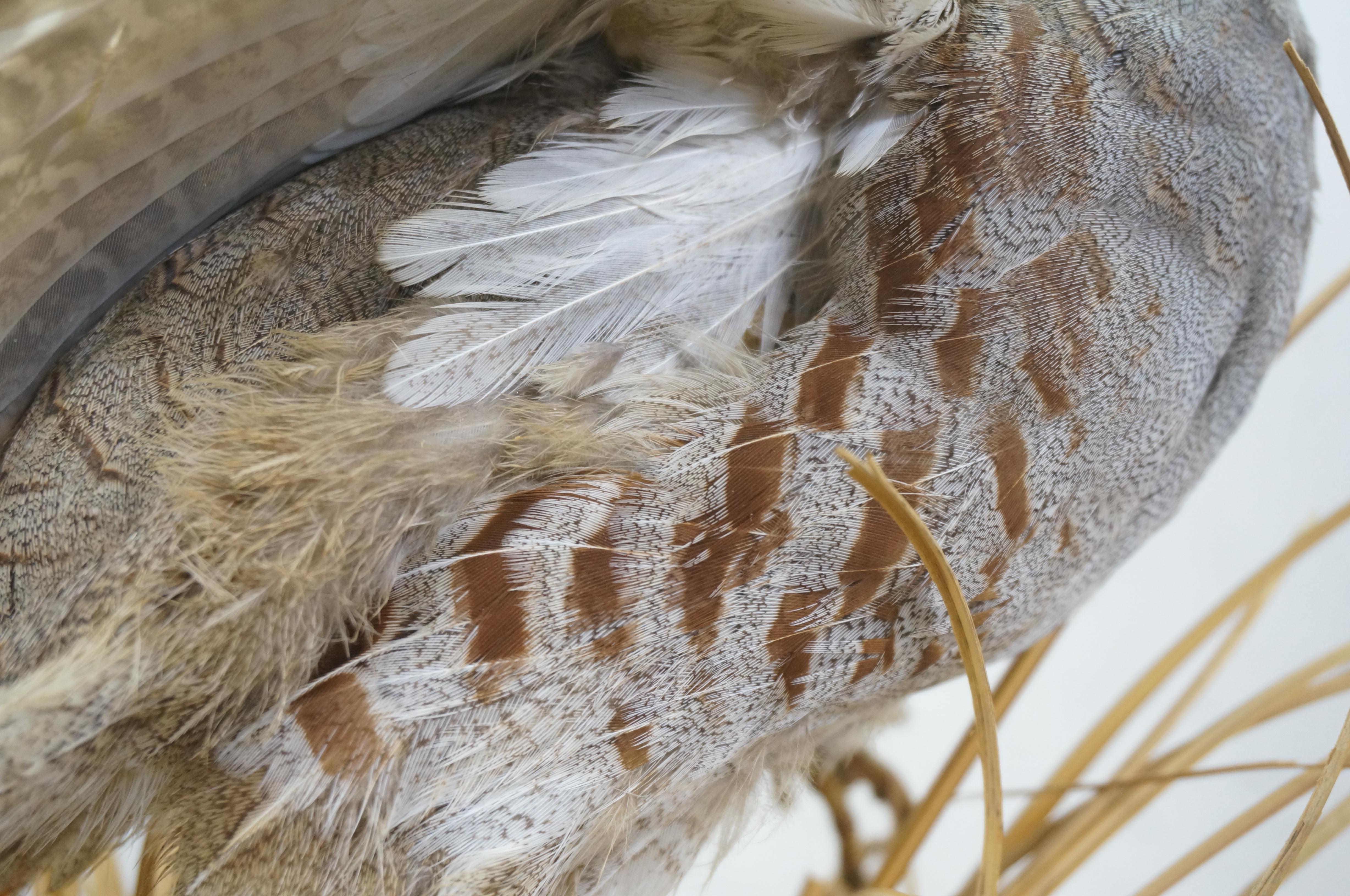 Vintage Gray Hungarian Partridge Game Bird Taxidermy Mount 20