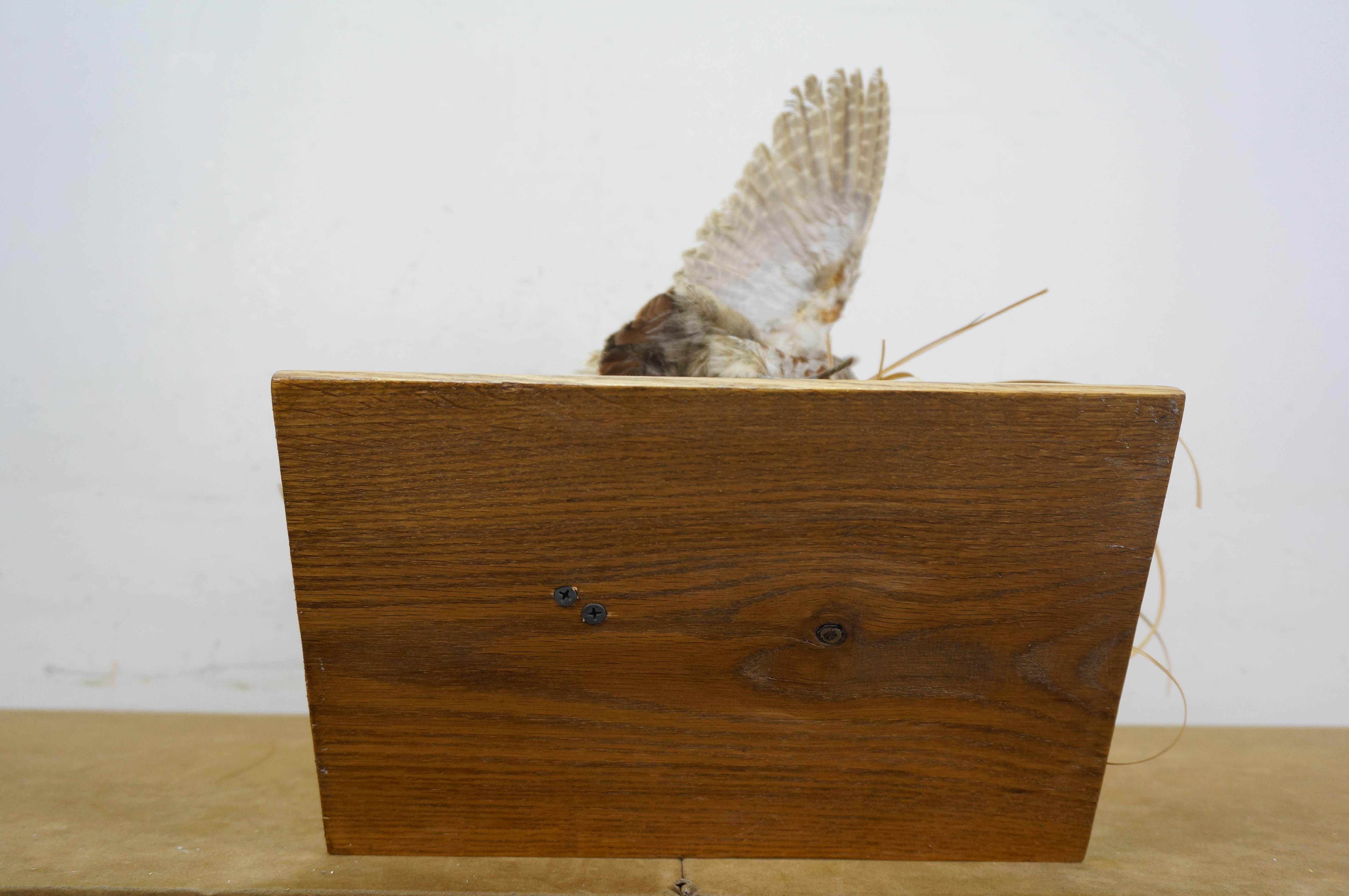 Vintage Gray Hungarian Partridge Game Bird Taxidermy Mount 20