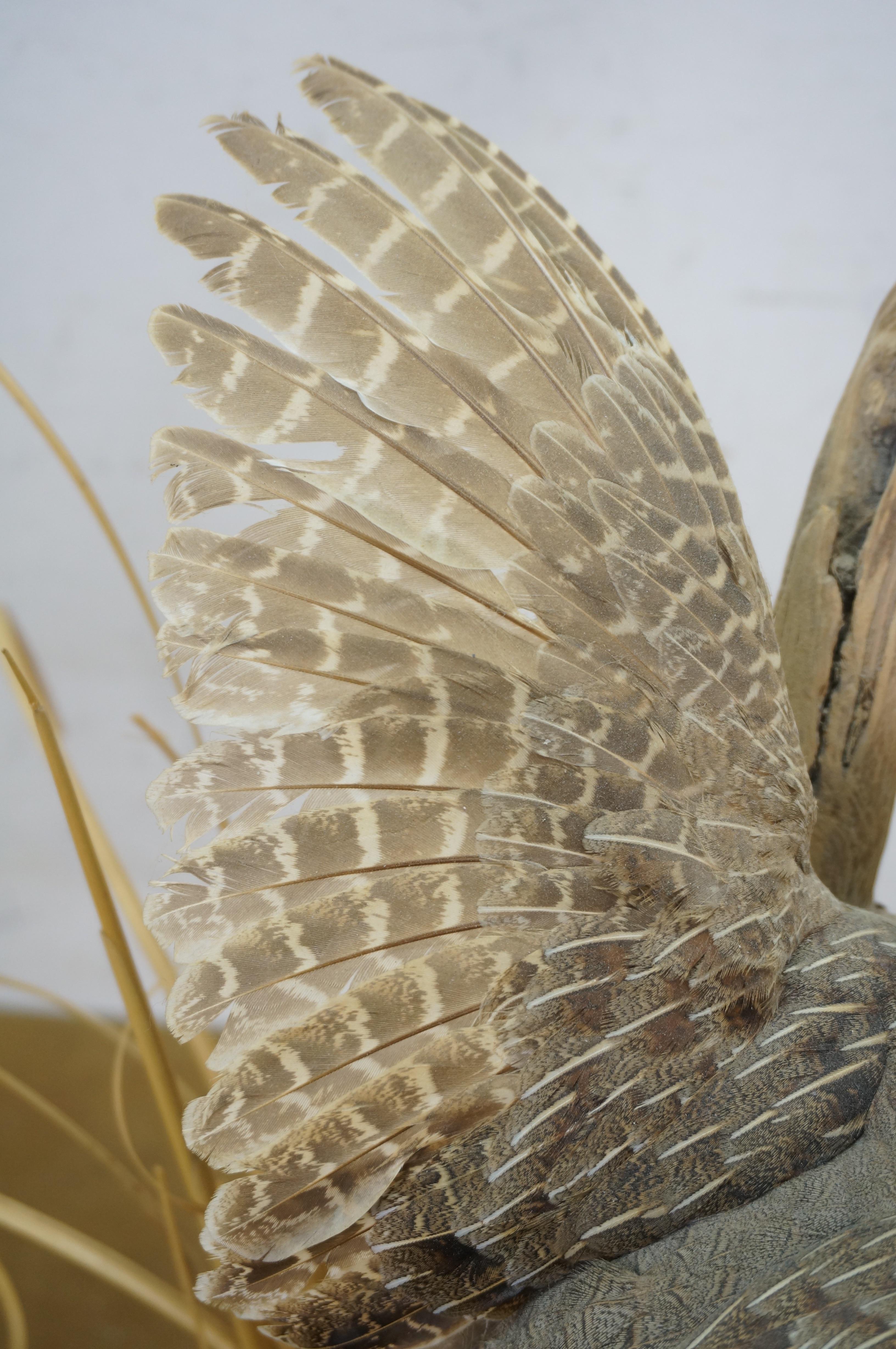 Vintage Gray Hungarian Partridge Game Bird Taxidermy Mount 20