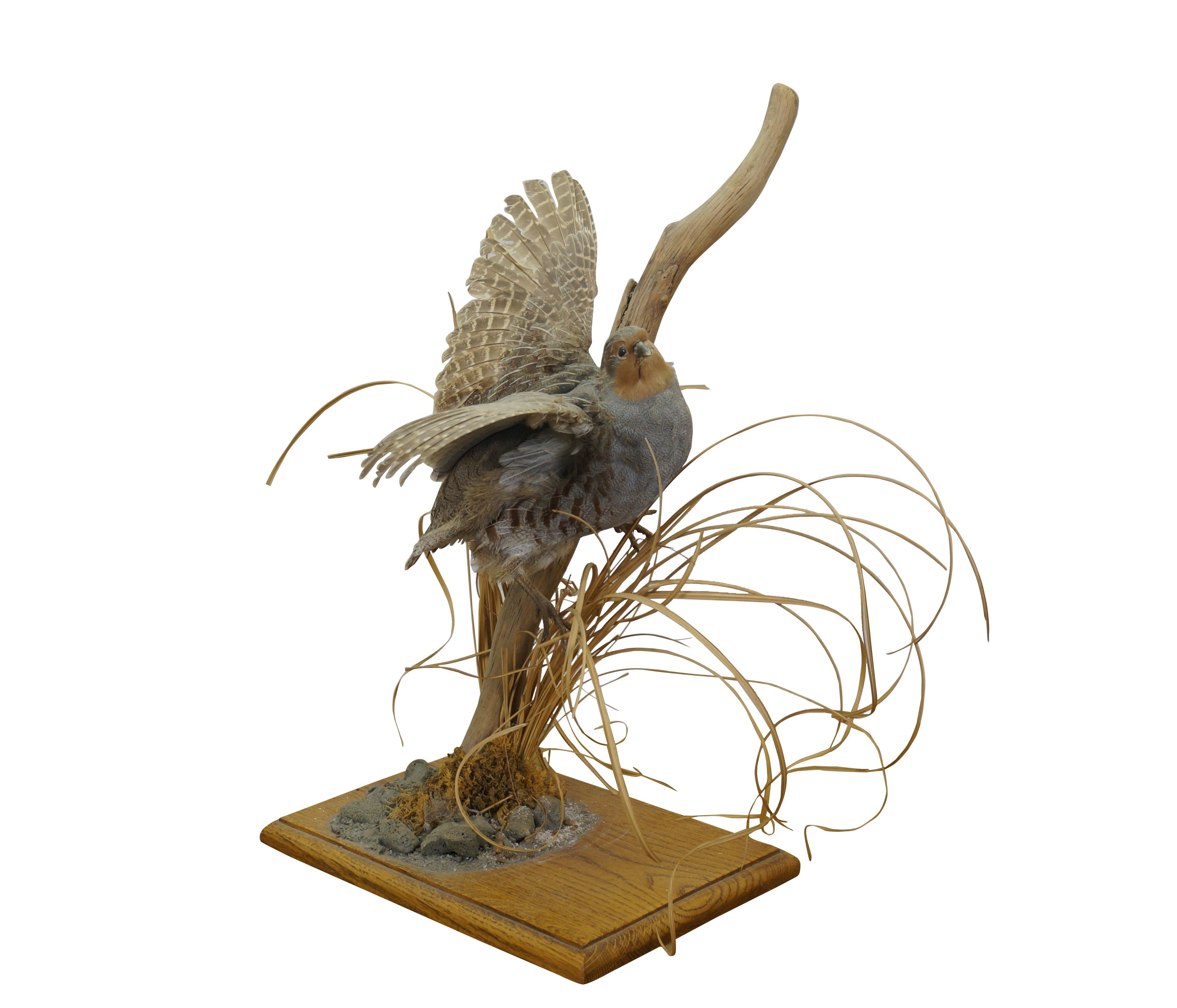 Vintage Gray Hungarian Partridge game bird taxidermy mount on oak base with driftwood and foliage.

Dimensions:
12