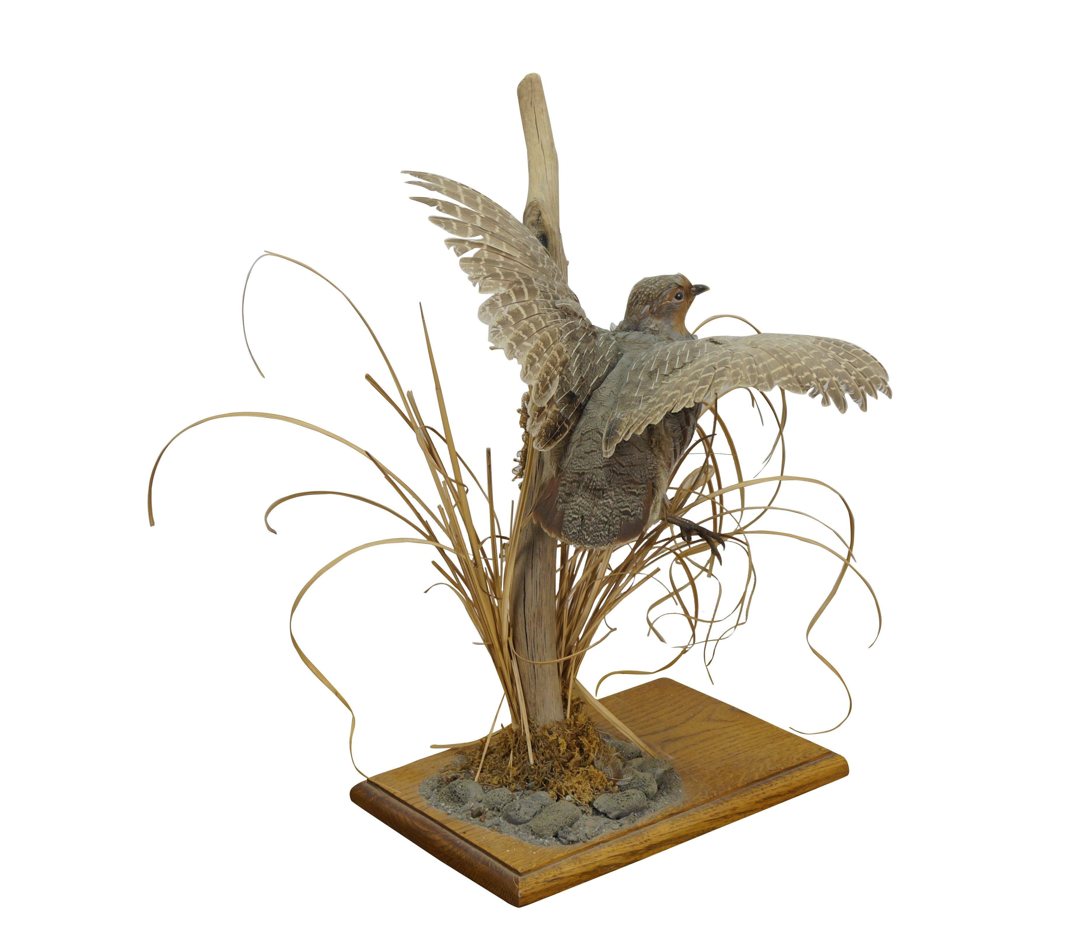 Country Vintage Gray Hungarian Partridge Game Bird Taxidermy Mount 20