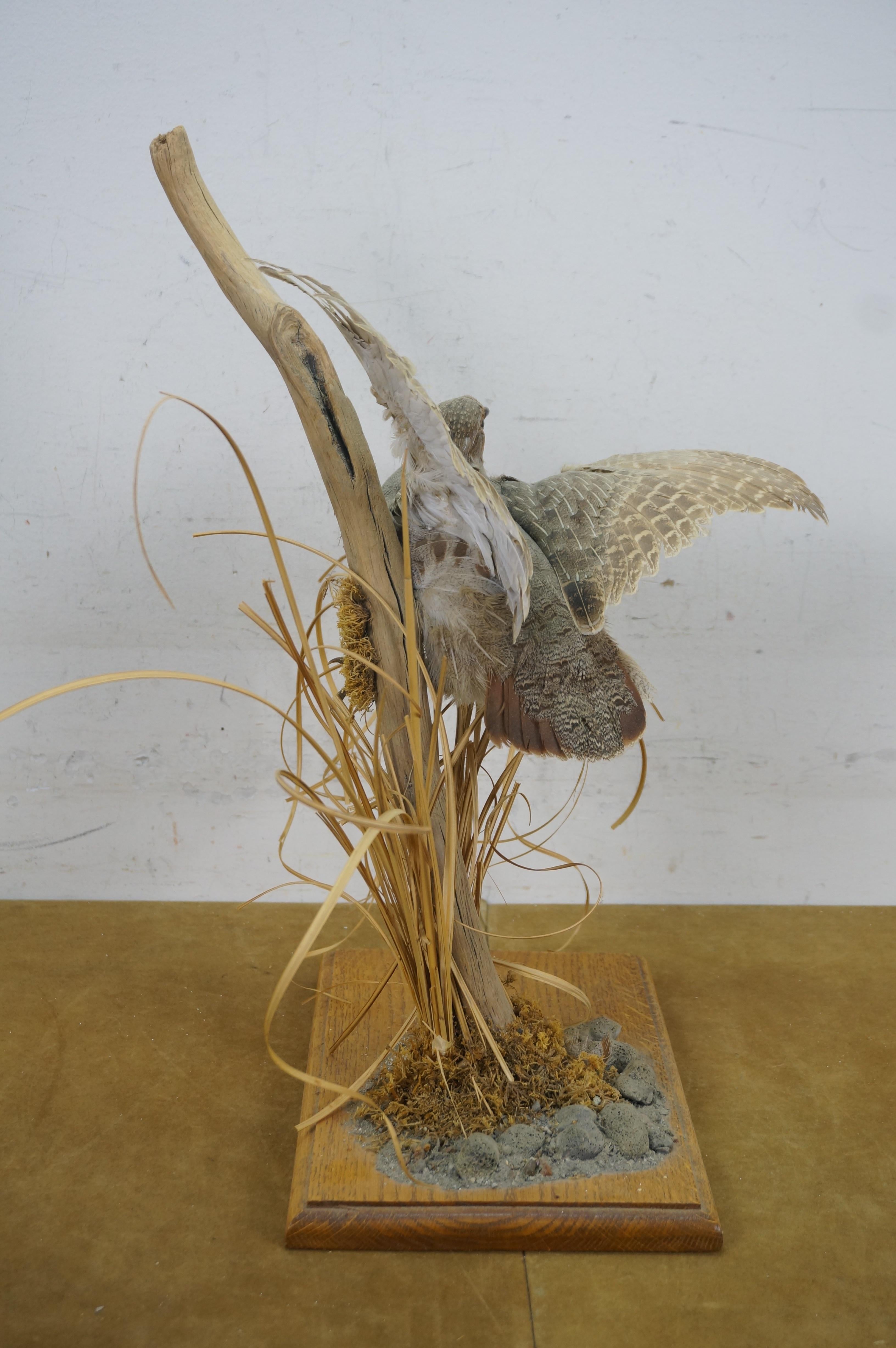 American Vintage Gray Hungarian Partridge Game Bird Taxidermy Mount 20