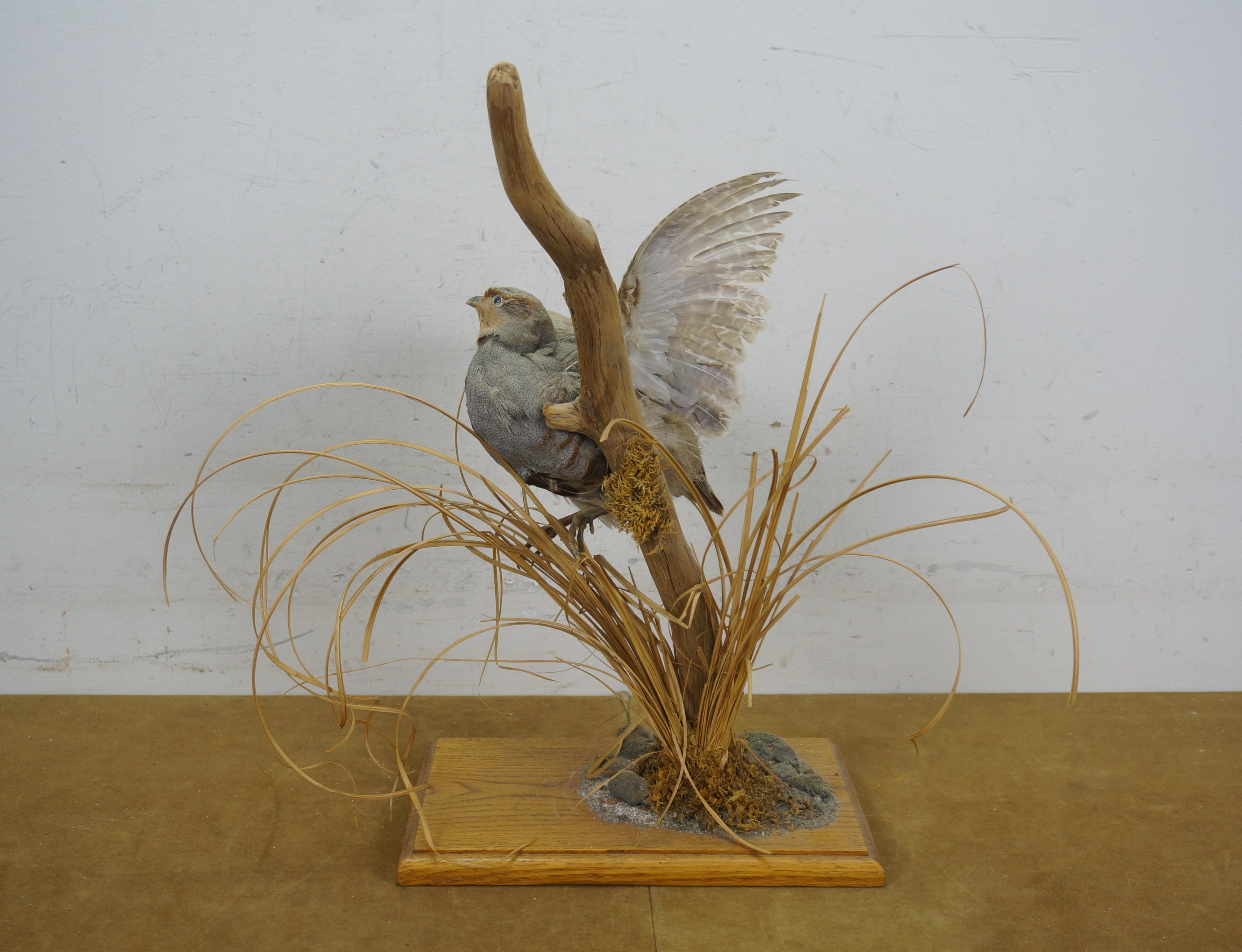 Vintage Gray Hungarian Partridge Game Bird Taxidermy Mount 20