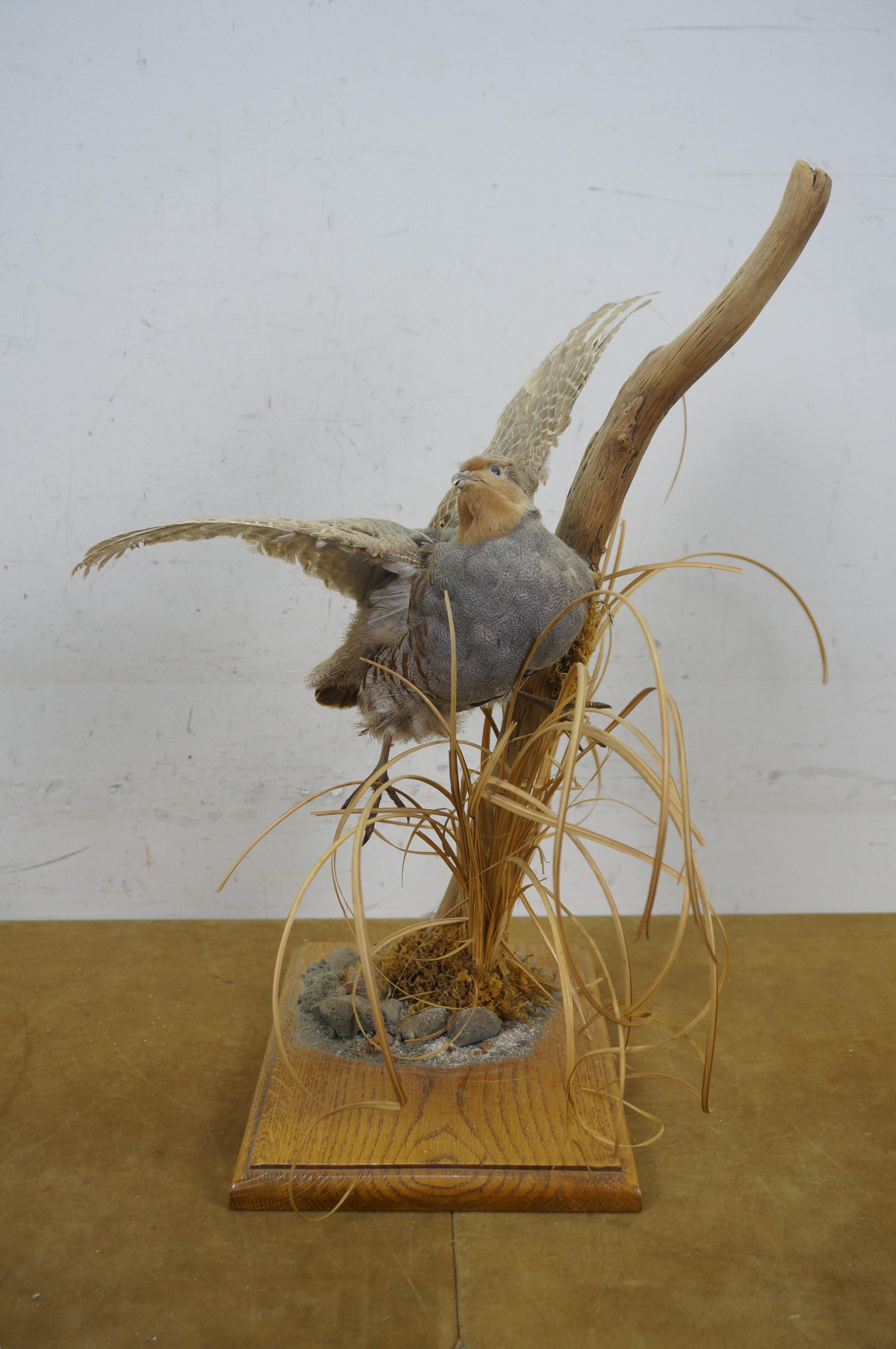 20th Century Vintage Gray Hungarian Partridge Game Bird Taxidermy Mount 20