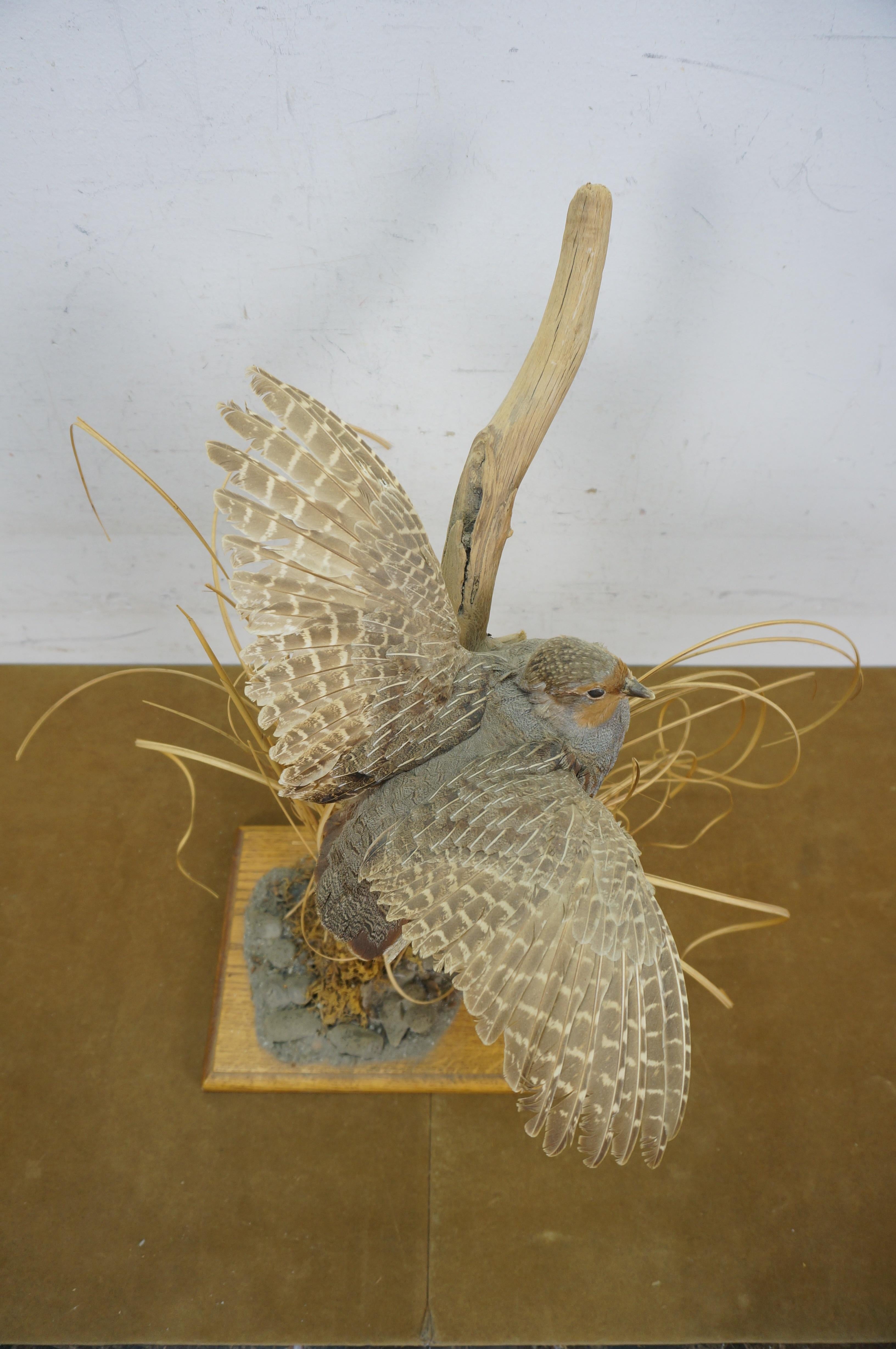 Feathers Vintage Gray Hungarian Partridge Game Bird Taxidermy Mount 20