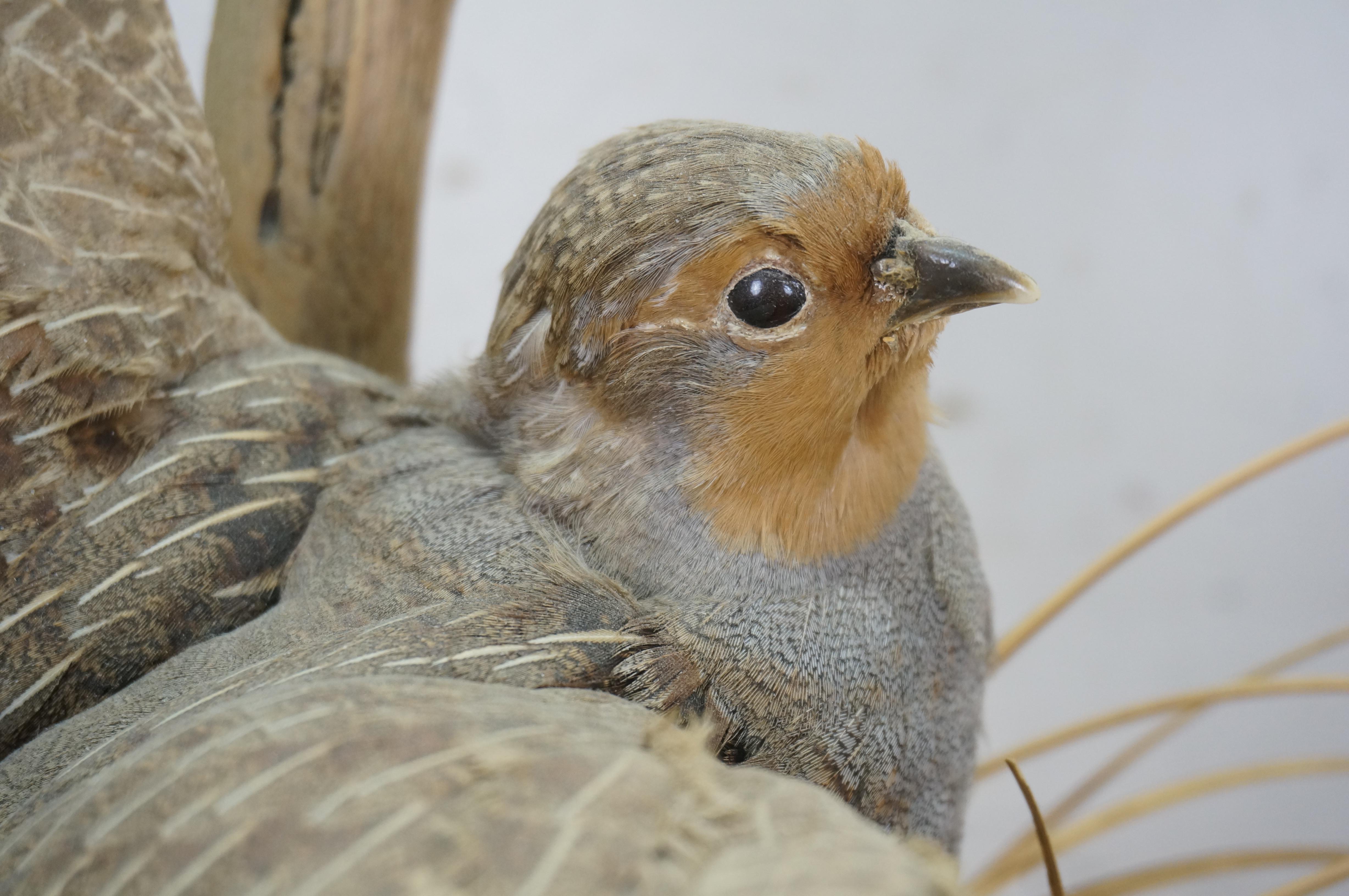 Vintage Gray Hungarian Partridge Game Bird Taxidermy Mount 20