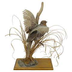 Vintage Gray Hungarian Partridge Game Bird Taxidermy Mount 20"