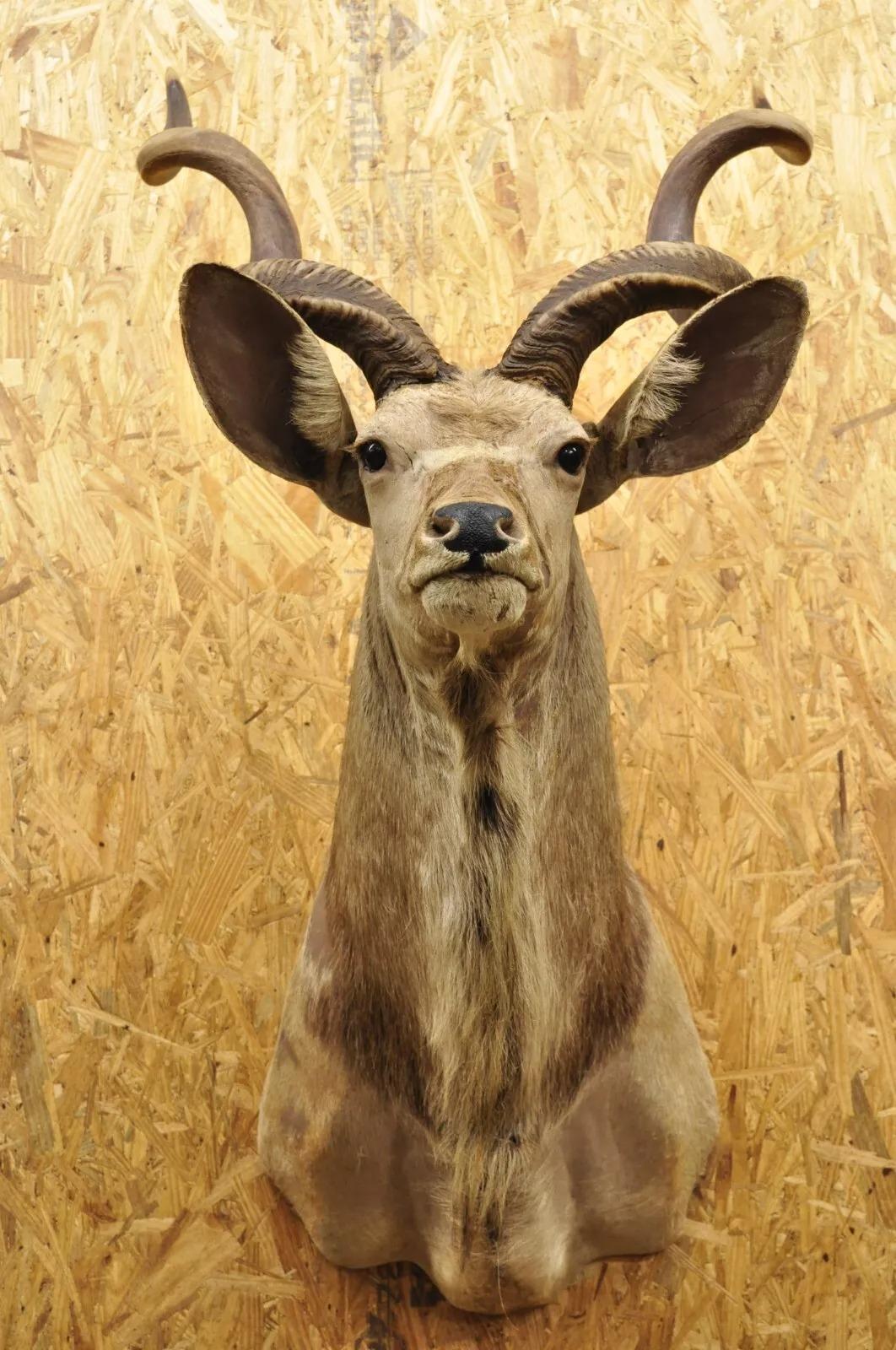Vintage Greater Kudu African Shoulder Mount Large Taxidermy For Sale 2