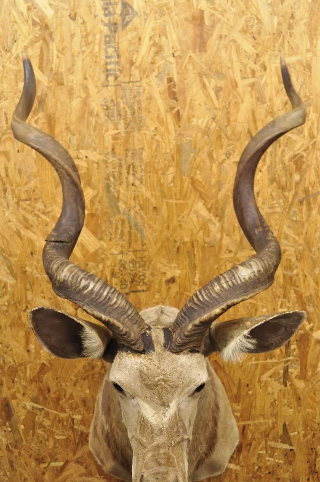 Vintage Greater Kudu African Shoulder Mount Large Taxidermy For Sale 8