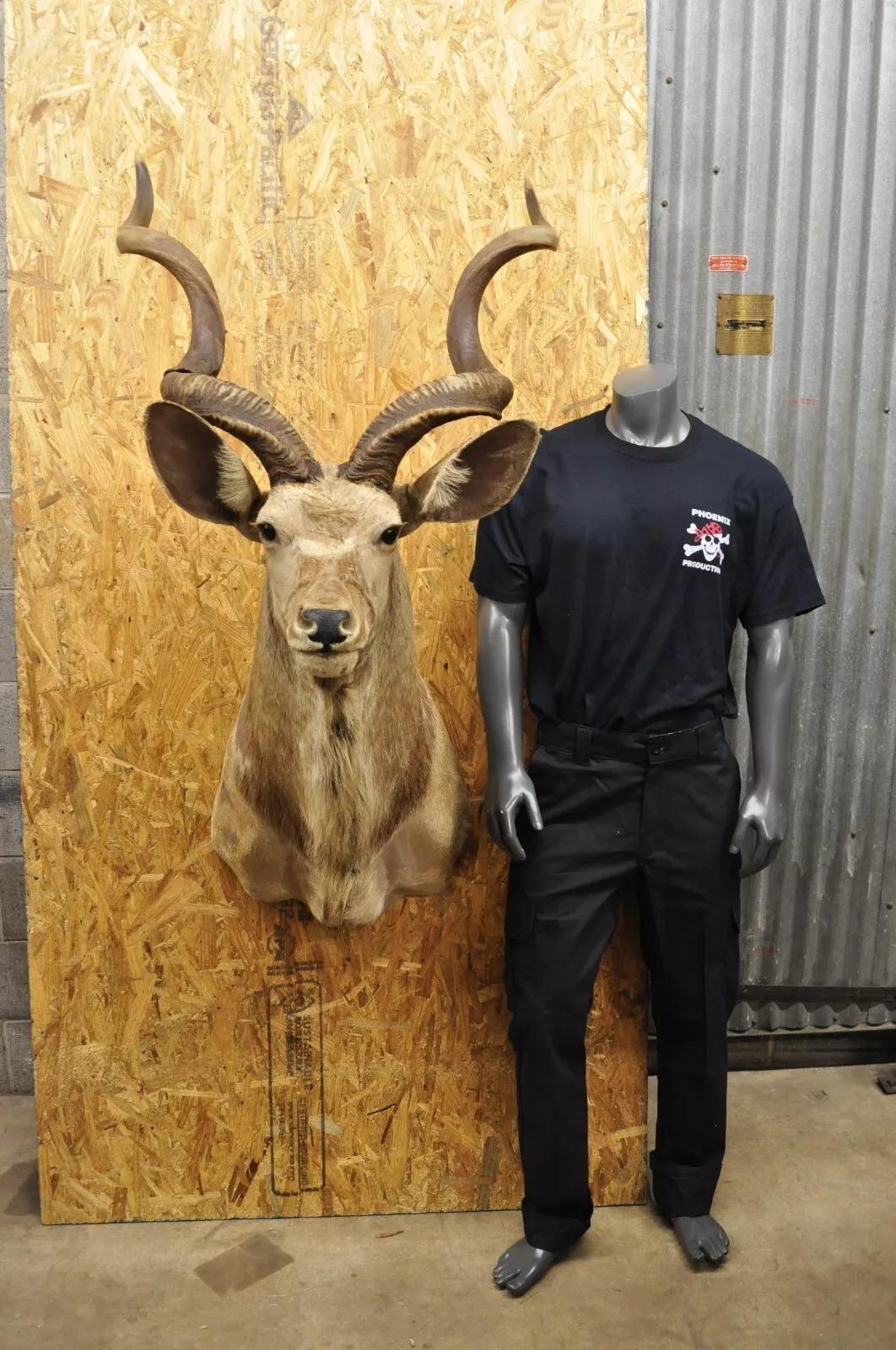 Vintage Greater Kudu African Shoulder Mount Large Taxidermy. Circa Late 20th Century. Measurements (Overall): 54