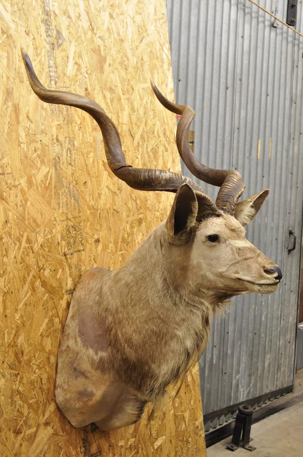 kudu taxidermy